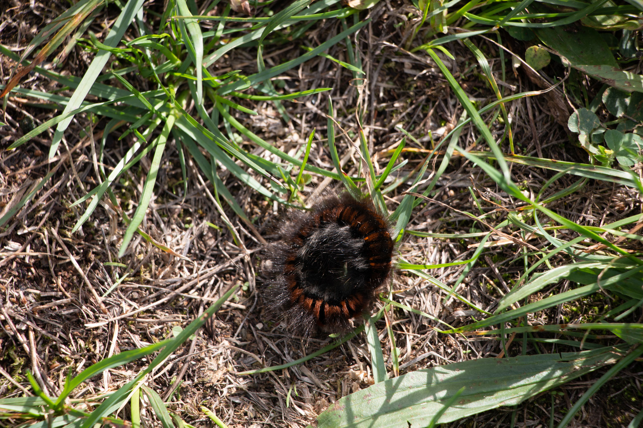 Raupe des Brombeerspinners (Foto: B.Budig)