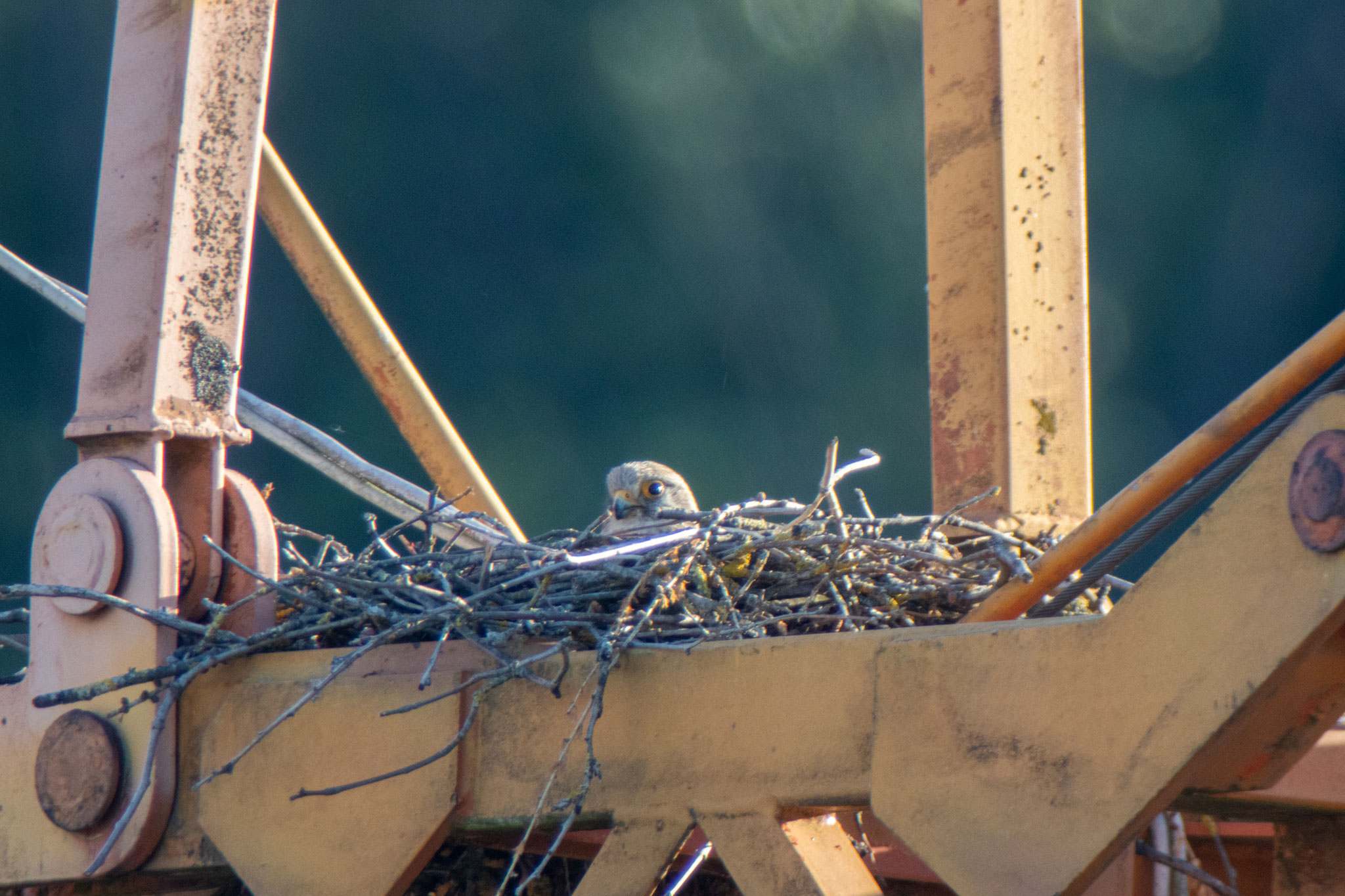 Turmfalkenweibchen sitzt im Nest (Foto: H. Budig)