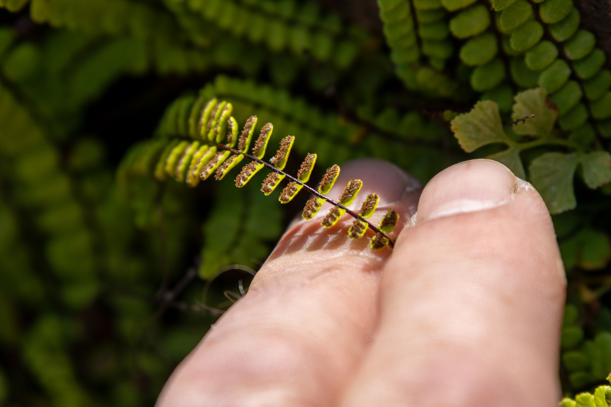 Unterseite des Braunstieligen Streifenfarn/Asplenium trichomanes (Foto: B. Budig)