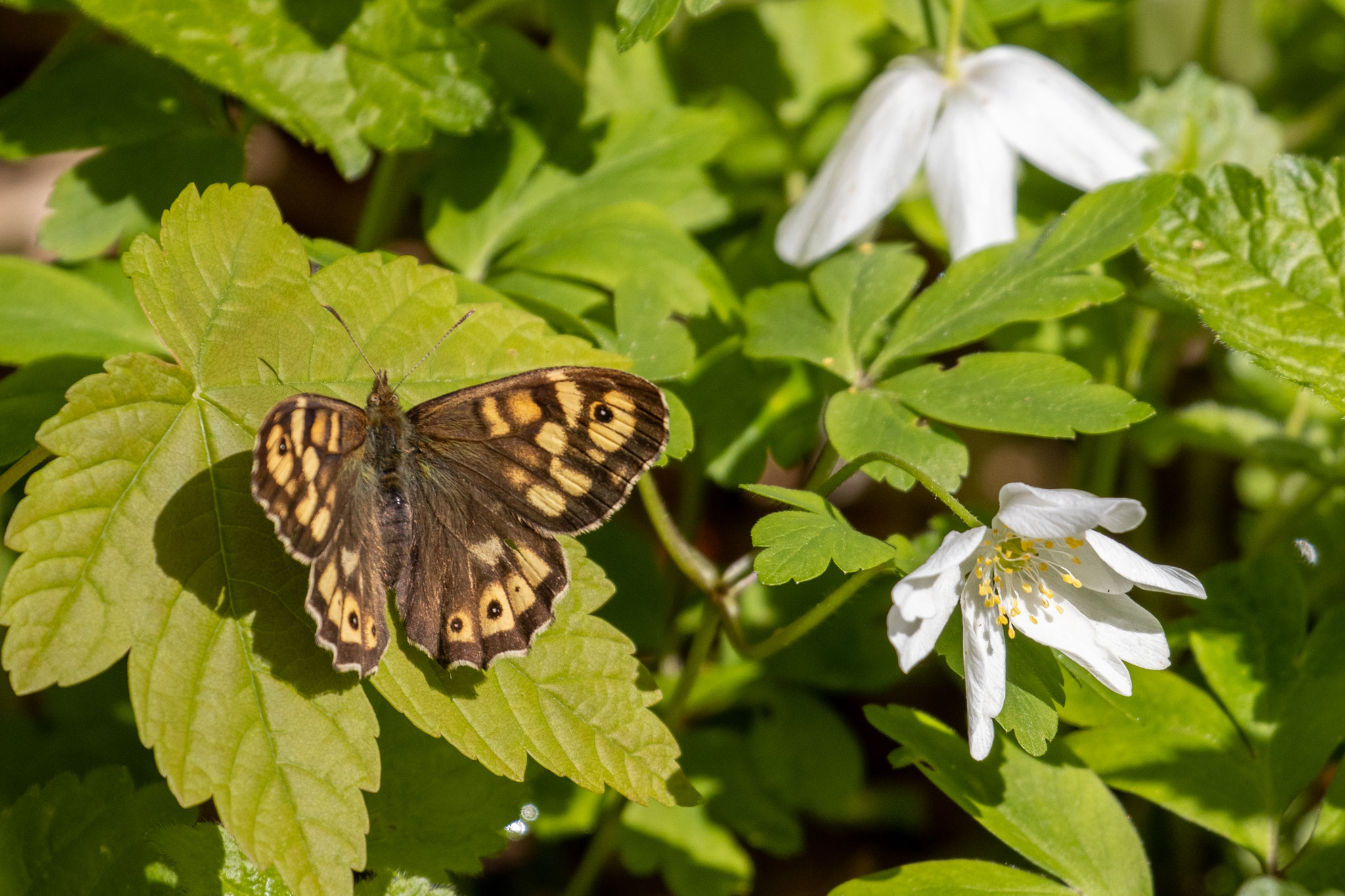 Schmetterling Waldbrettspiel/Pararge aegeria (Foto: B. Budig)