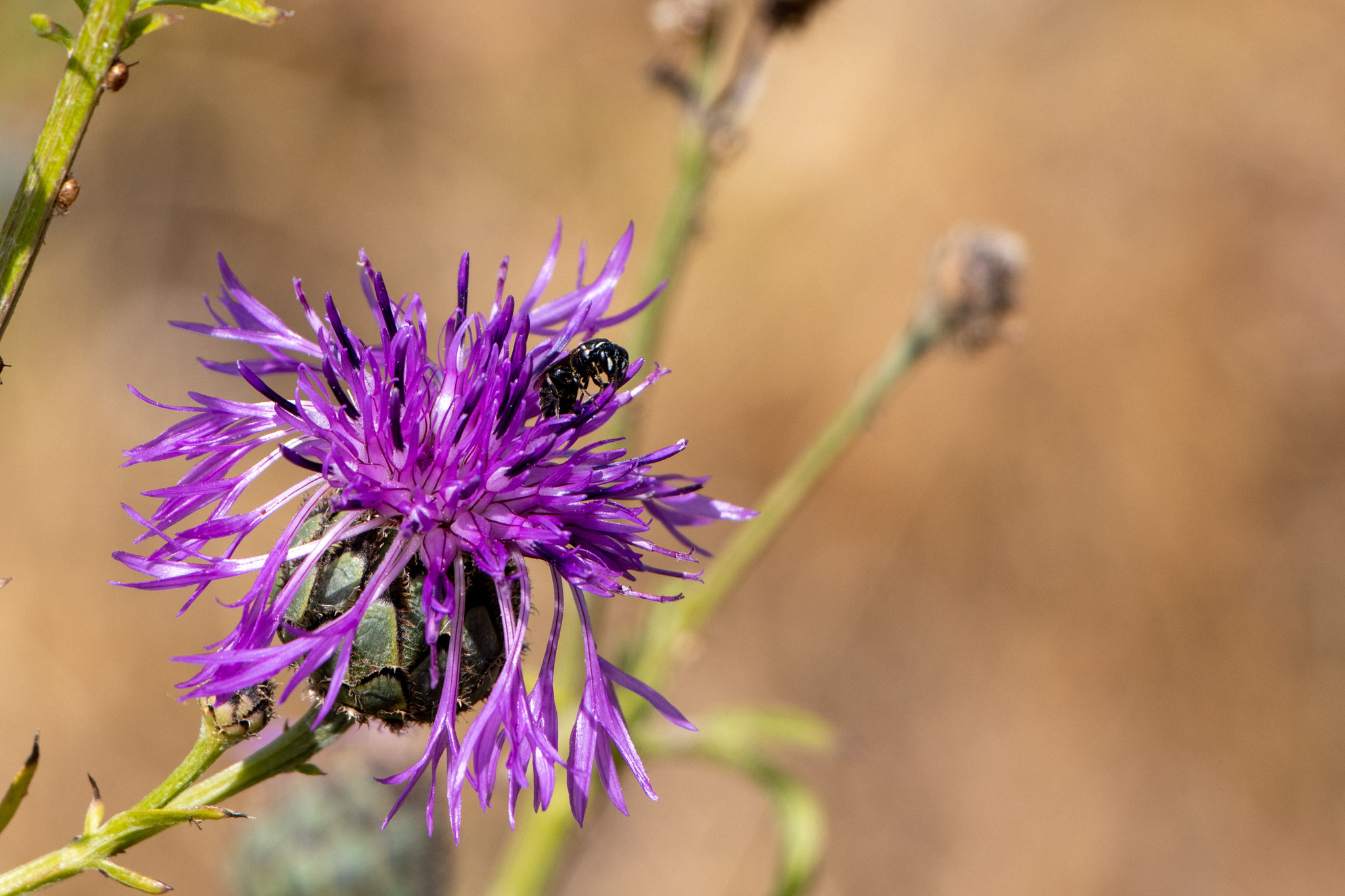 Maskenbiene auf Flockenblume/Scabiosa (Foto: B. Budig)