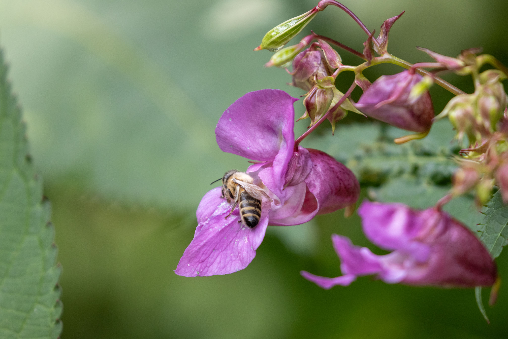 Biene an der Blüte des Drüsigen Springkrauts/Impatiens glandulifera (Foto: B. Budig)