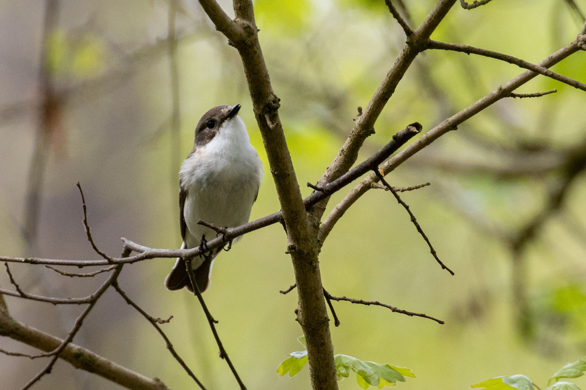 Männlicher, singender Trauerschnäpper/Ficedula hypoleuca (Foto: B. Budig)