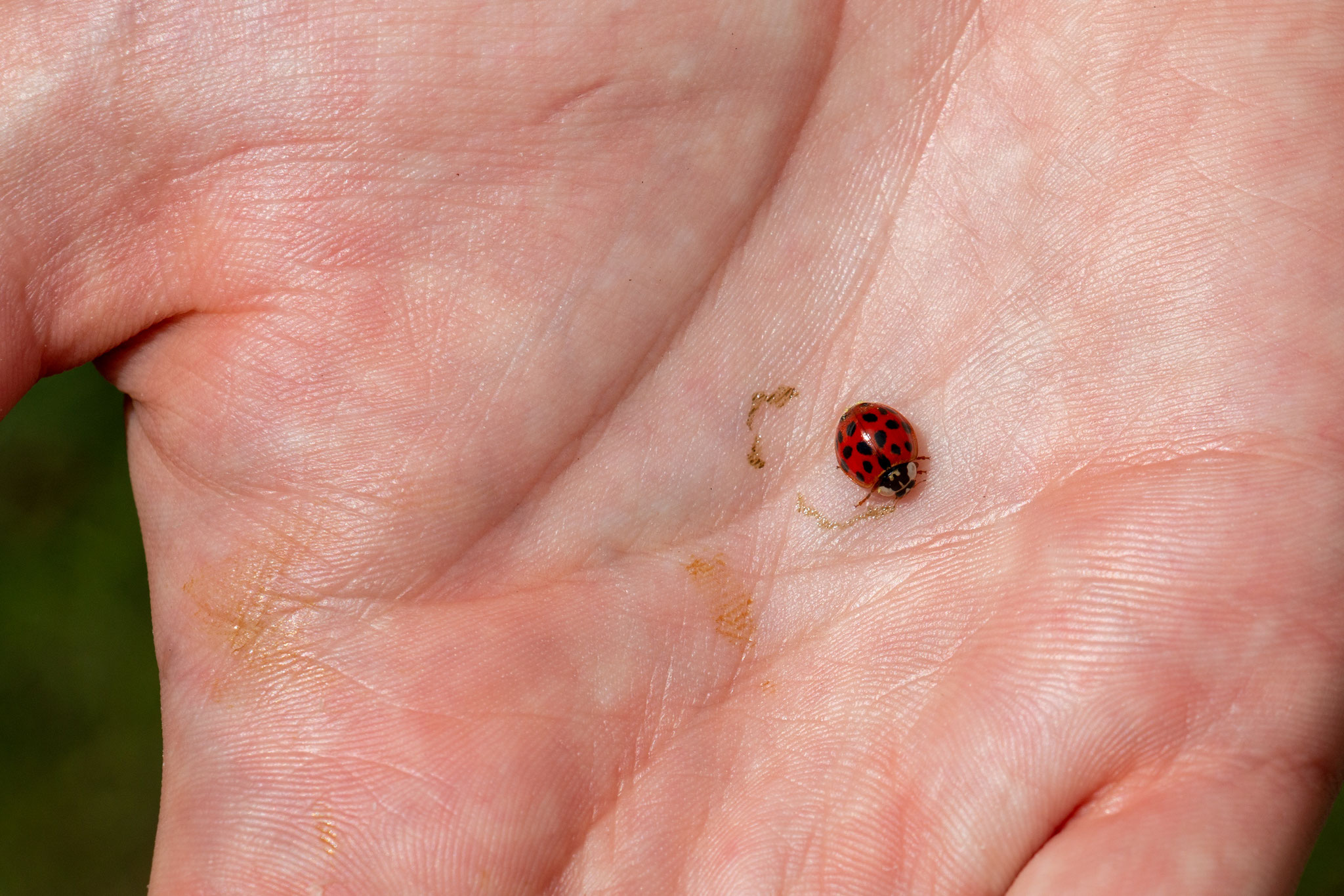 Asiatischer Marienkäfer (Harmonia axyridis) (BB)