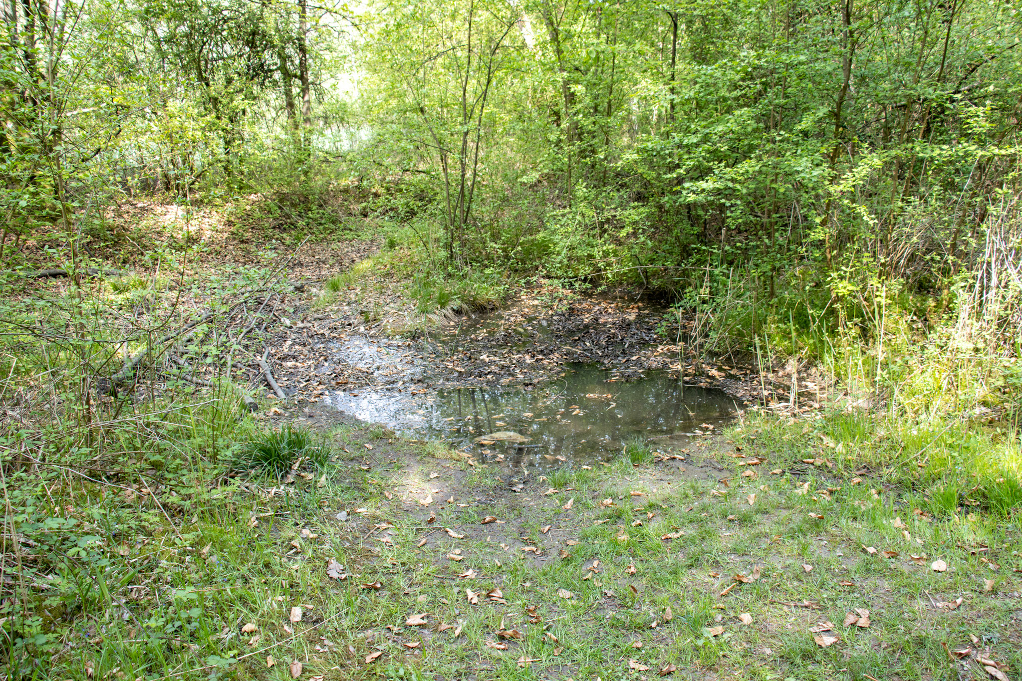 Der gefüllte Teich (Foto: B. Budig)