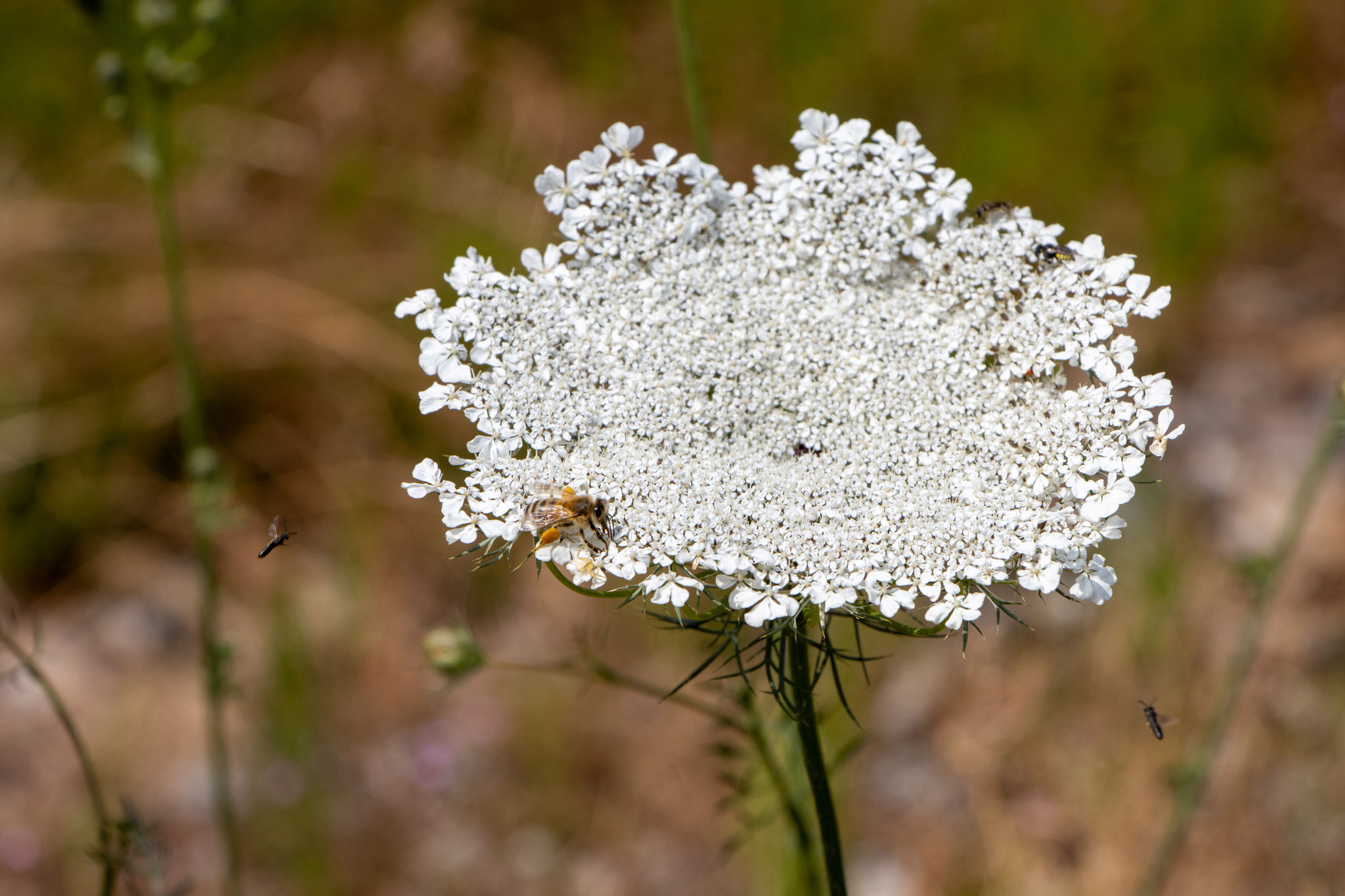 Wilde Möhre mit Honigbiene (Foto: B. Budig)