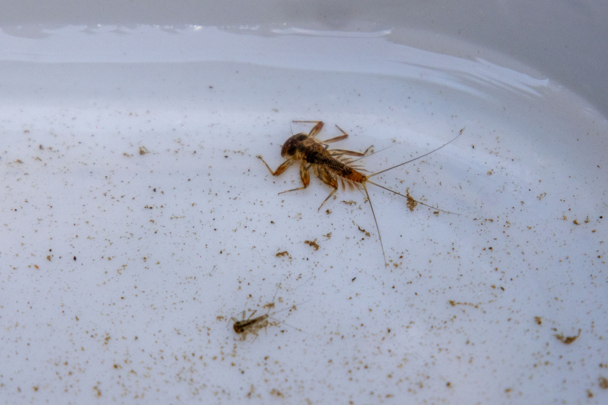 Eintagsfliegenlarve/Gattung Ecdyonurus (Foto: H. Budig)
