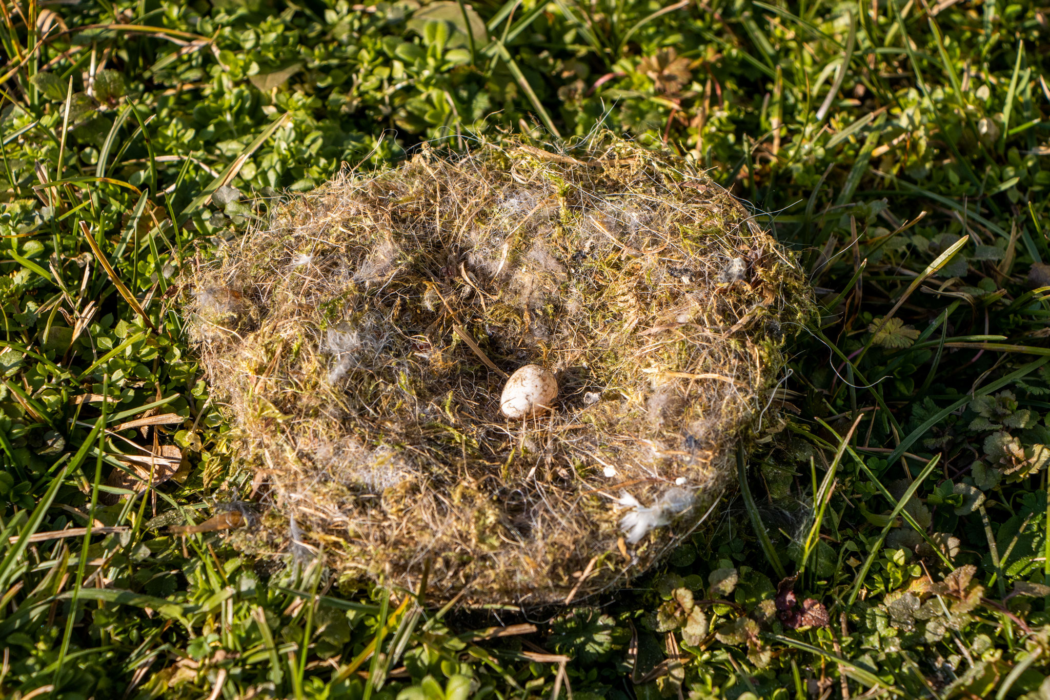 Meisennest mit unausgebrütetem Ei (Foto: B.Budig)