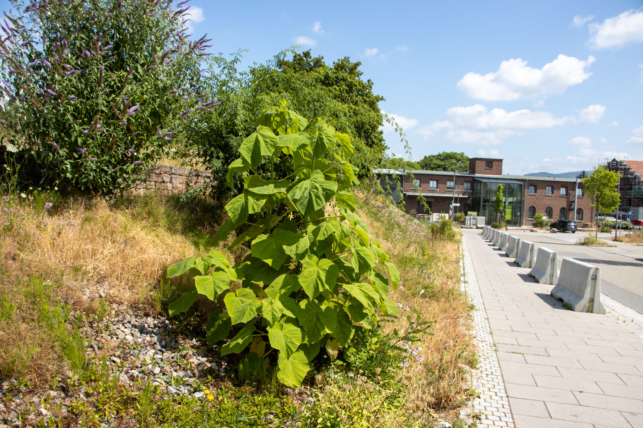 Junger Trompetenbaum (Foto: B. Budig)