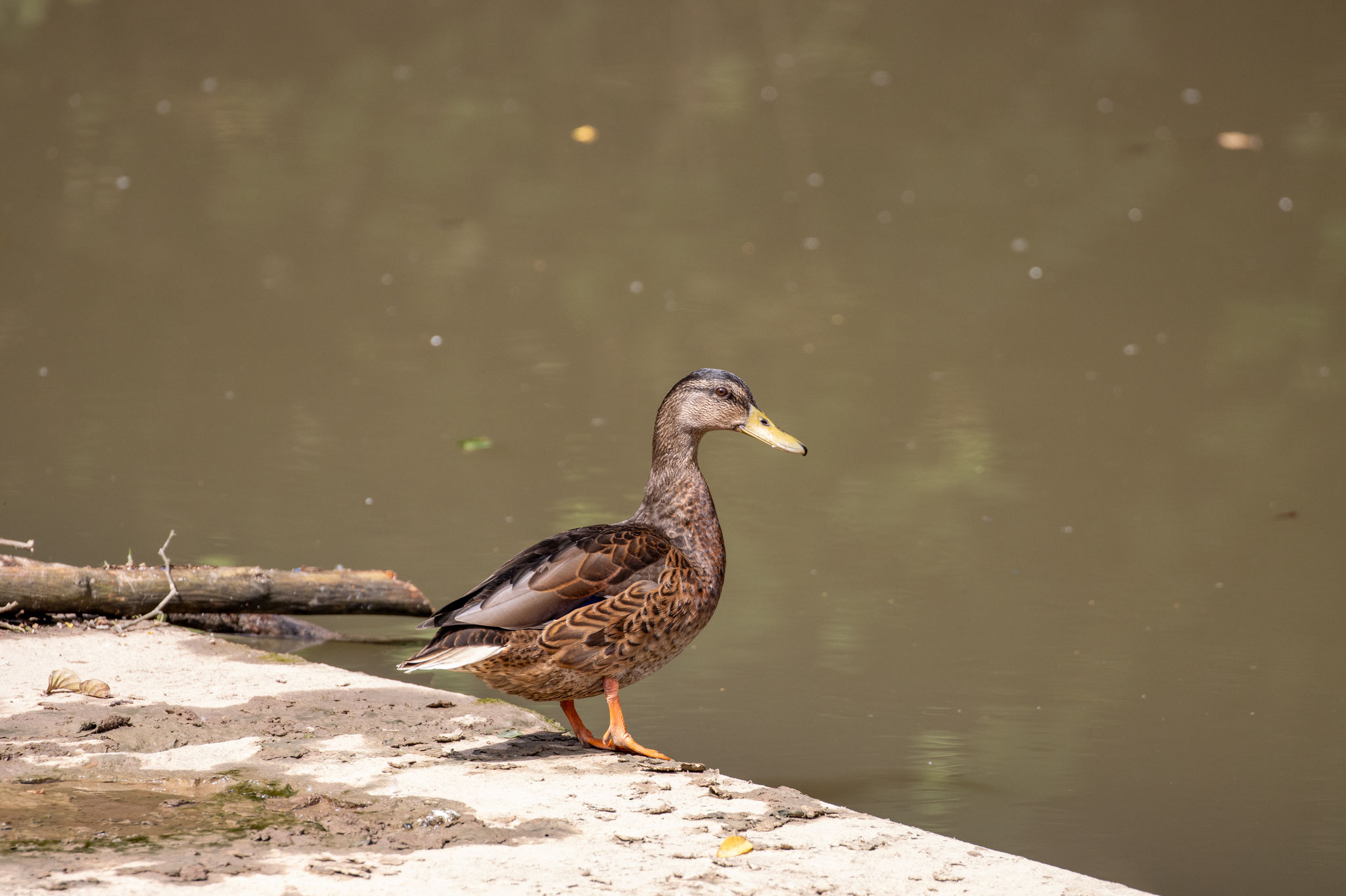 Männliche Stockente/Anas platyrhynchos (Foto: B. Budig)