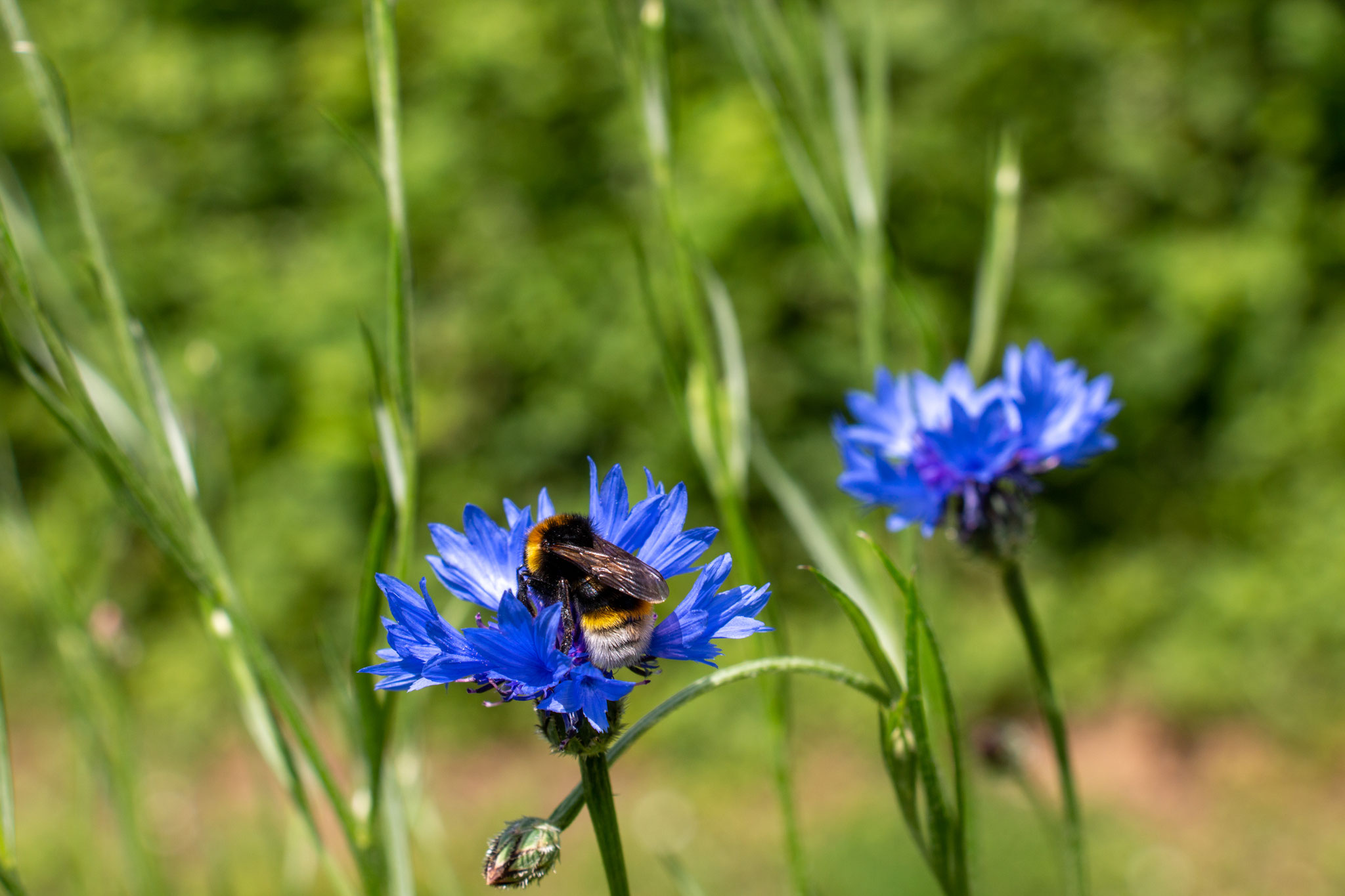 Kuckuckshummel; vermutlich Männchen der  Keuschen Kuckuckshummel (Foto: H. Budig)