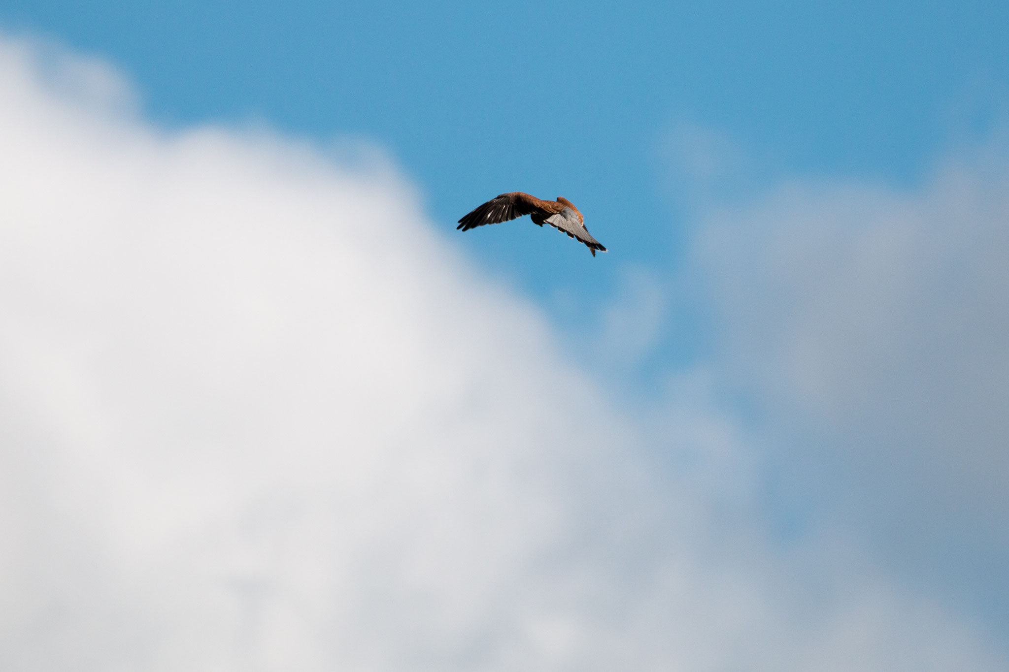 Turmfalke (Falco tinnunculus) im Rüttelflug