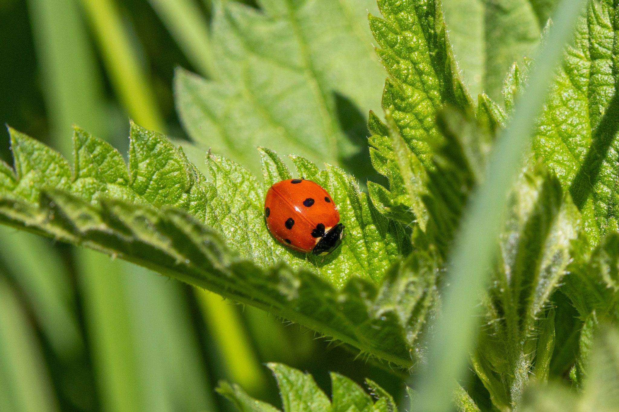 Siebenpunkt-Marienkäfer/Coccinella septempunctata (Foto: H. Budig)