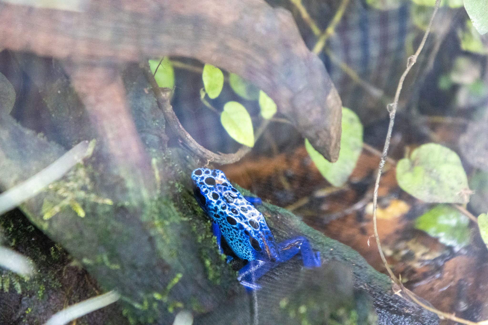 Blauer Baumsteiger-Frosch (Foto: B. Budig)