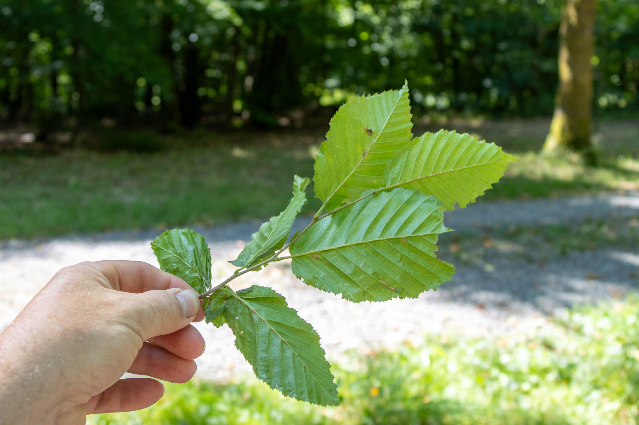 Blätter Hainbuche/Carpinus betulus  (Foto: B. Budig)
