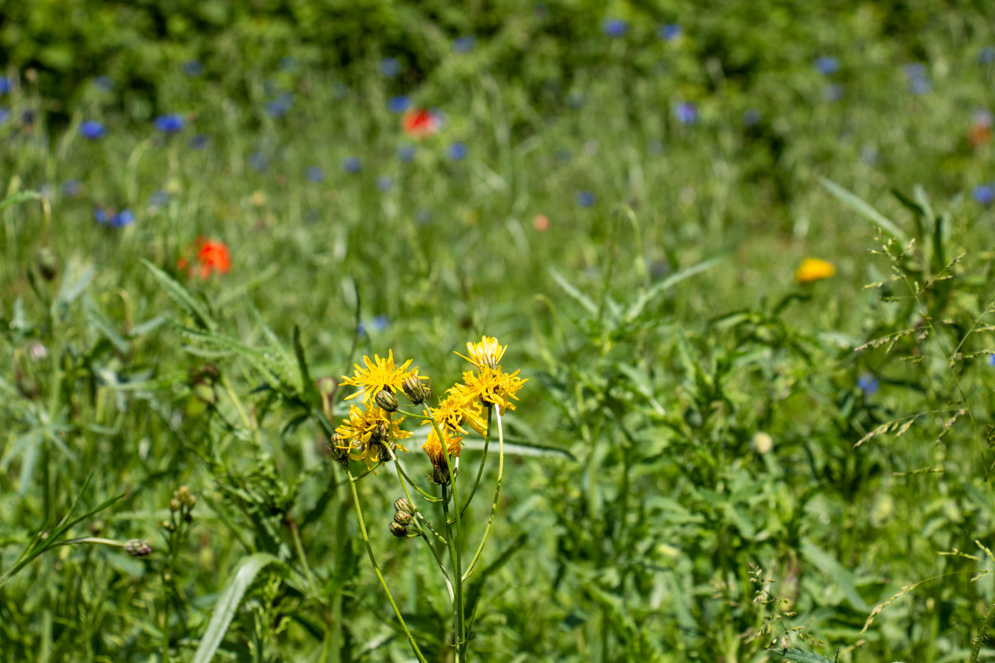 Wiesen-Pippau [Crepis biennis] (Foto: B. Budig)