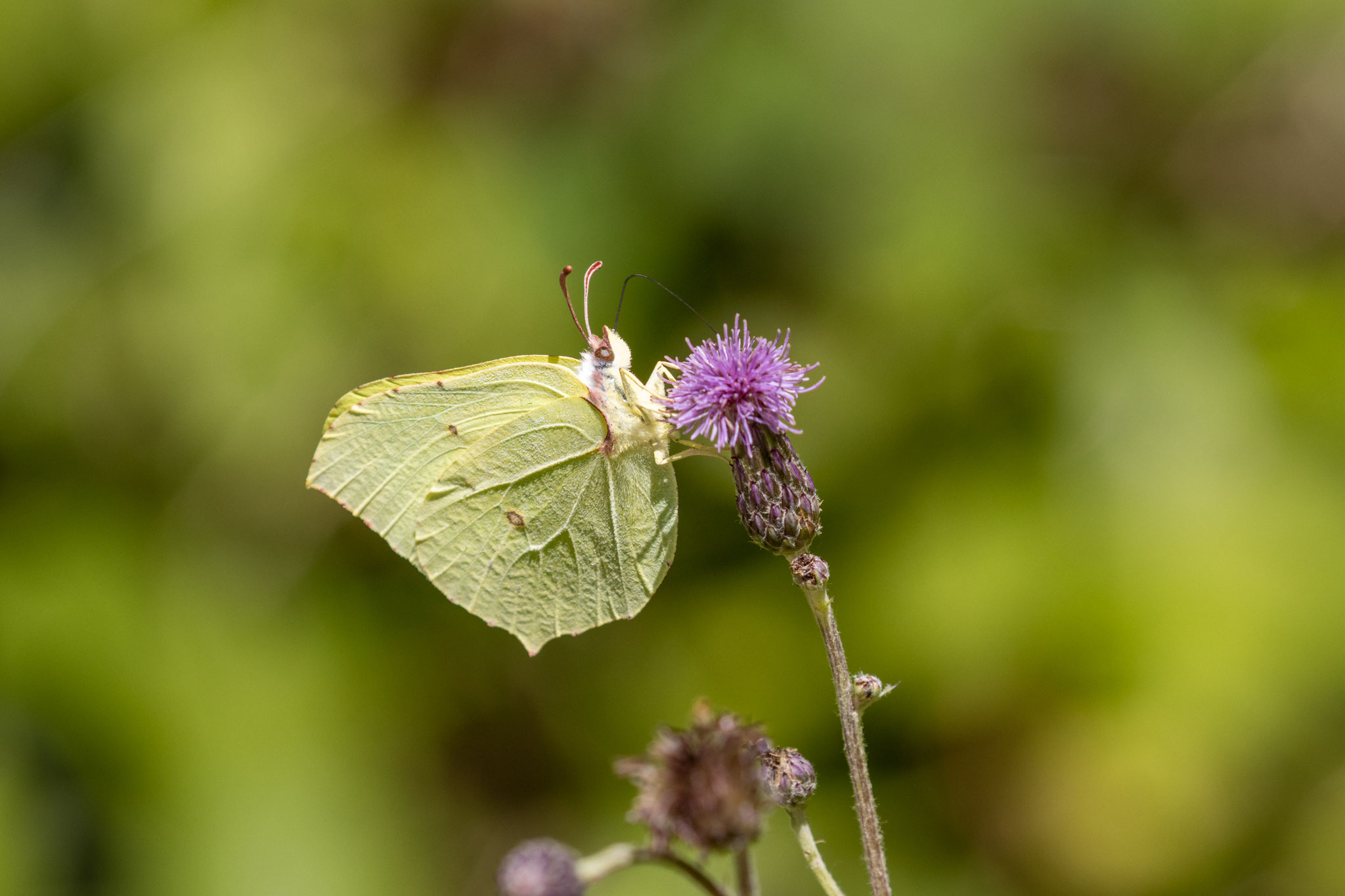 Zitronenfalter/Gonepteryx rhamni (Foto: B. Budig)