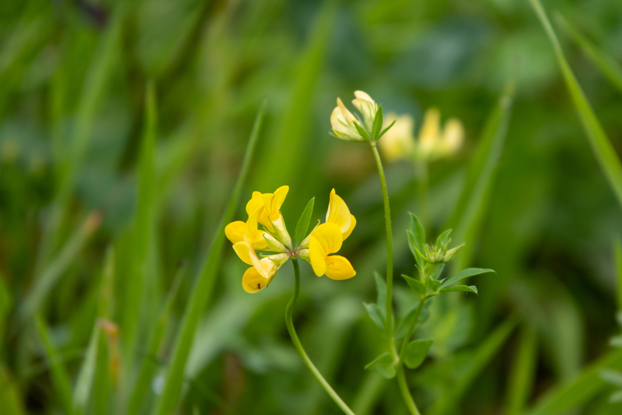 Gewöhnlicher Hornklee/Lotus corniculatus (Foto: B. Budig)