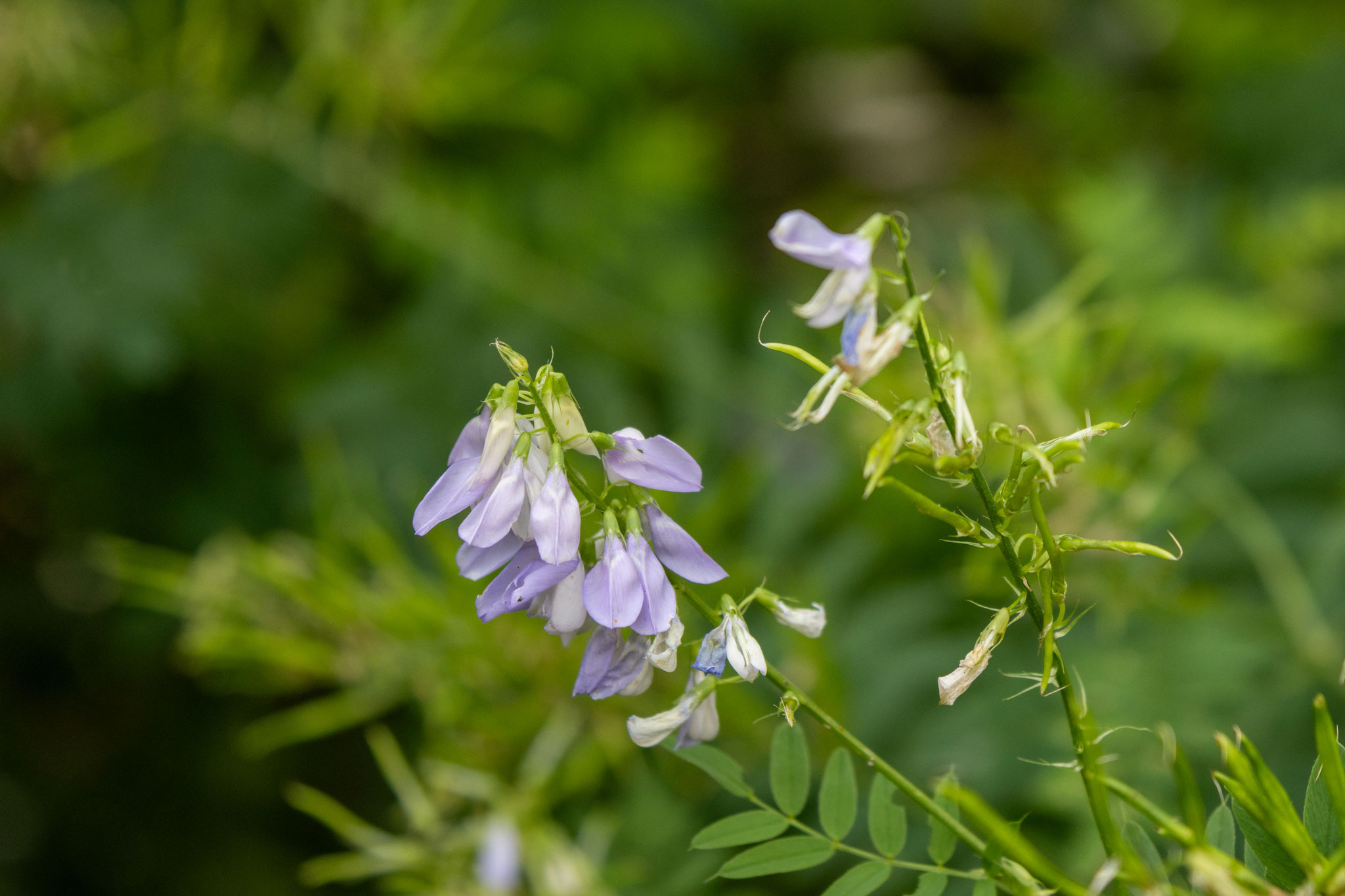 Geißraute/Galega officinalis (Foto: B. Budig)