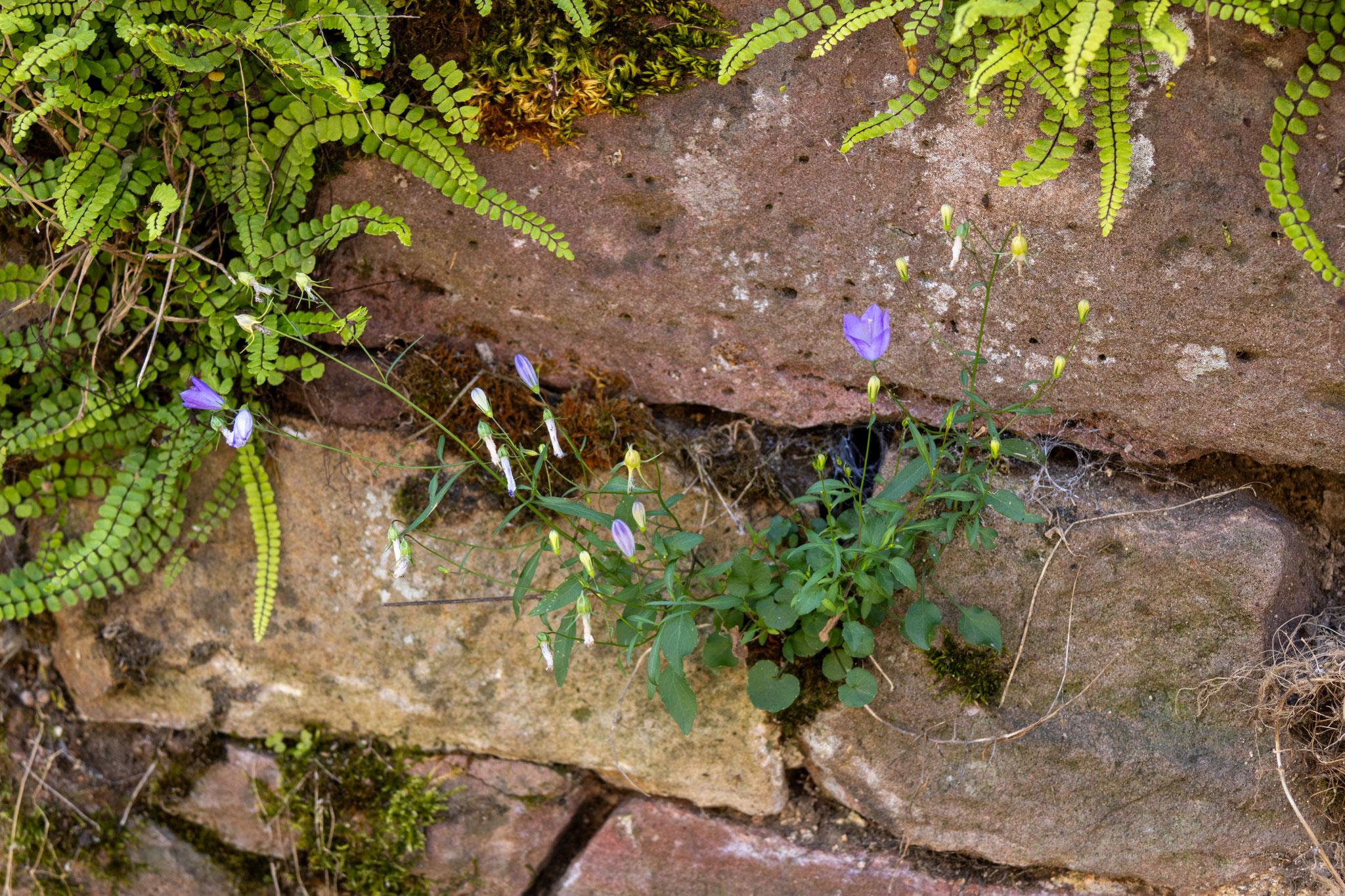 Rundblättrige Glockenblume/Campanula rotundifolia (Foto: B. Budig)