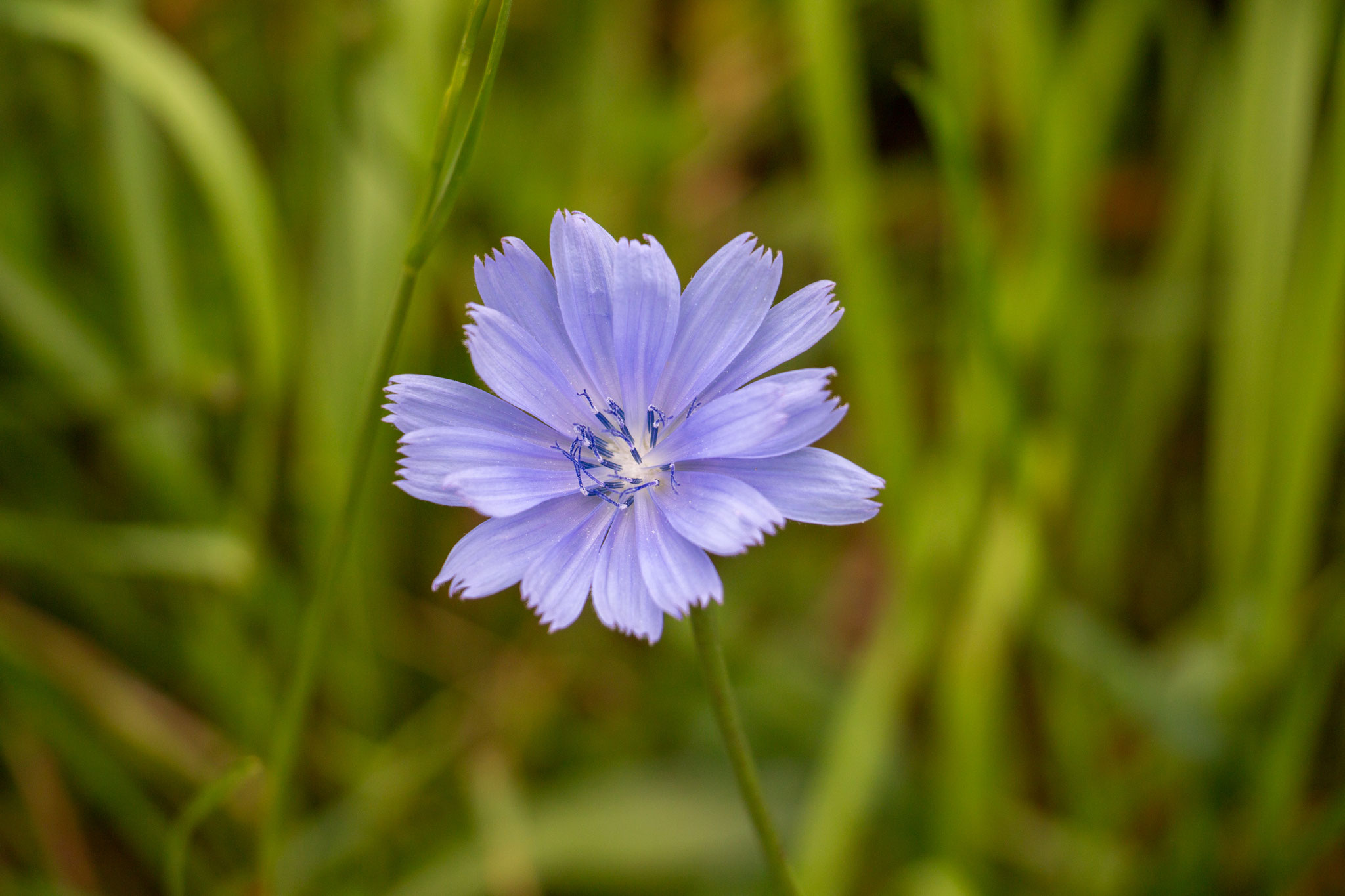 Gemeine Wegwarte/Cichorium intybus (Foto: B. Budig)