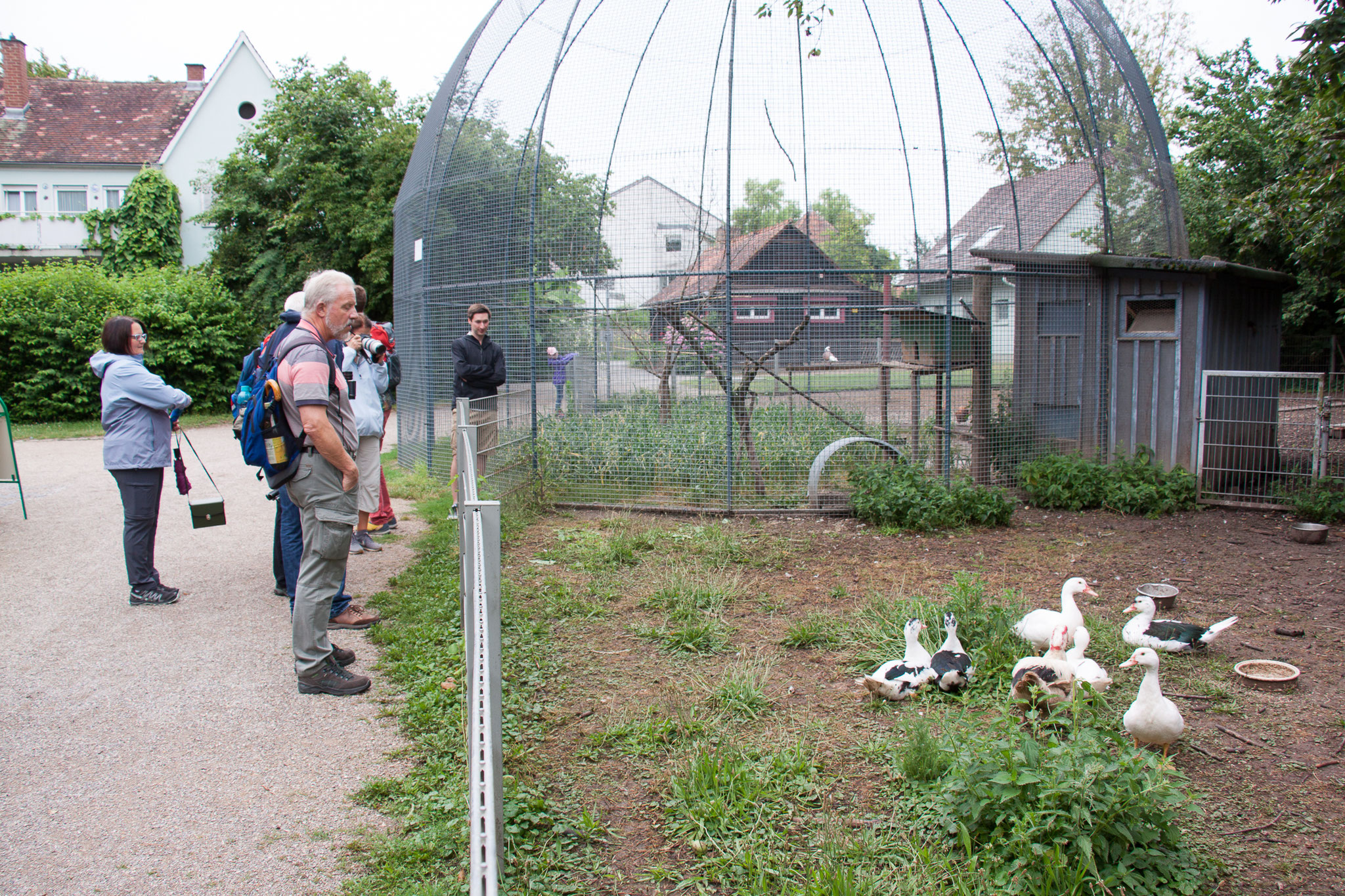 Enten und Tauben in der Voliere