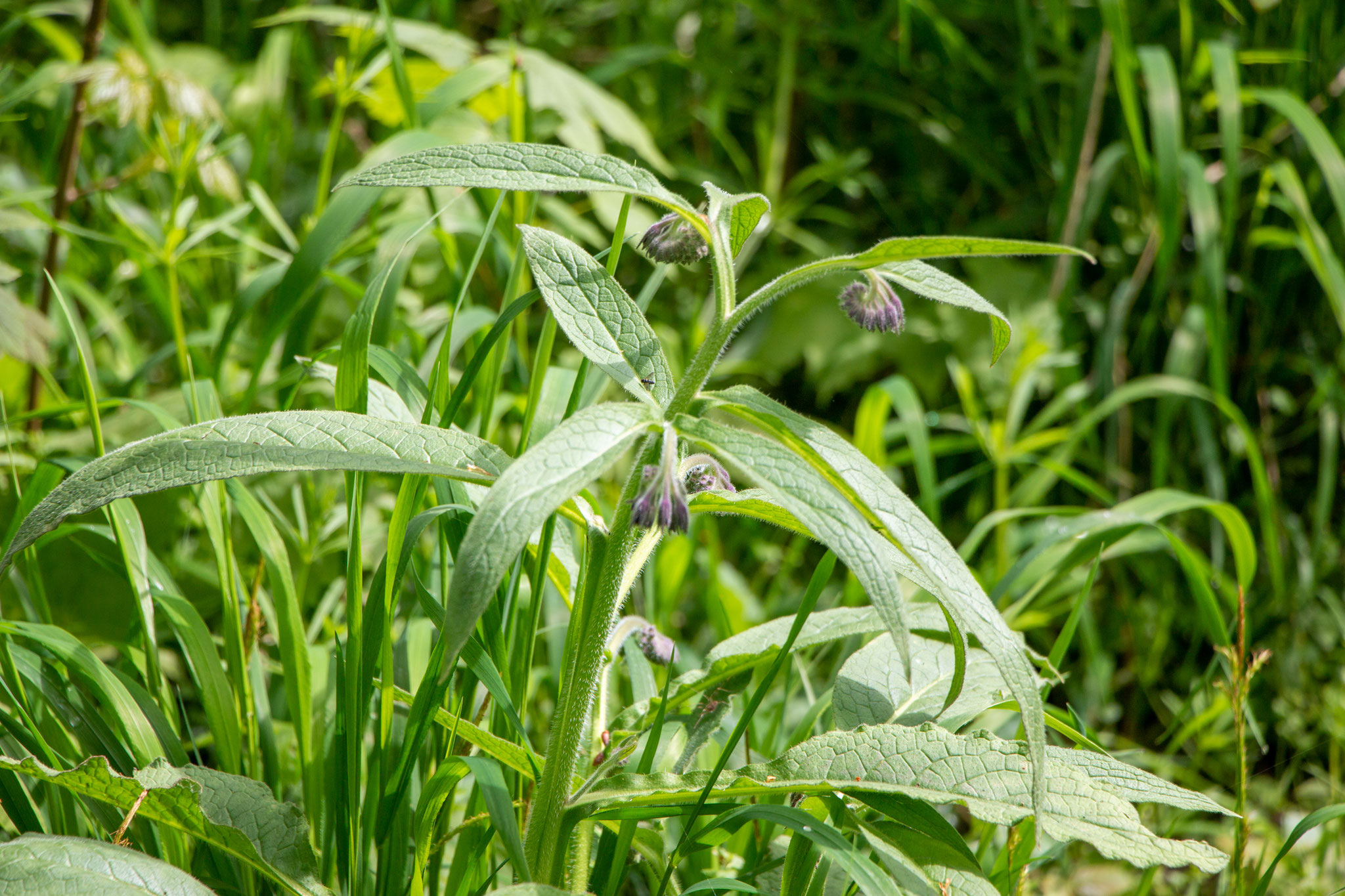 Echter Beinwell/Symphytum officinale (Foto: B. Budig)