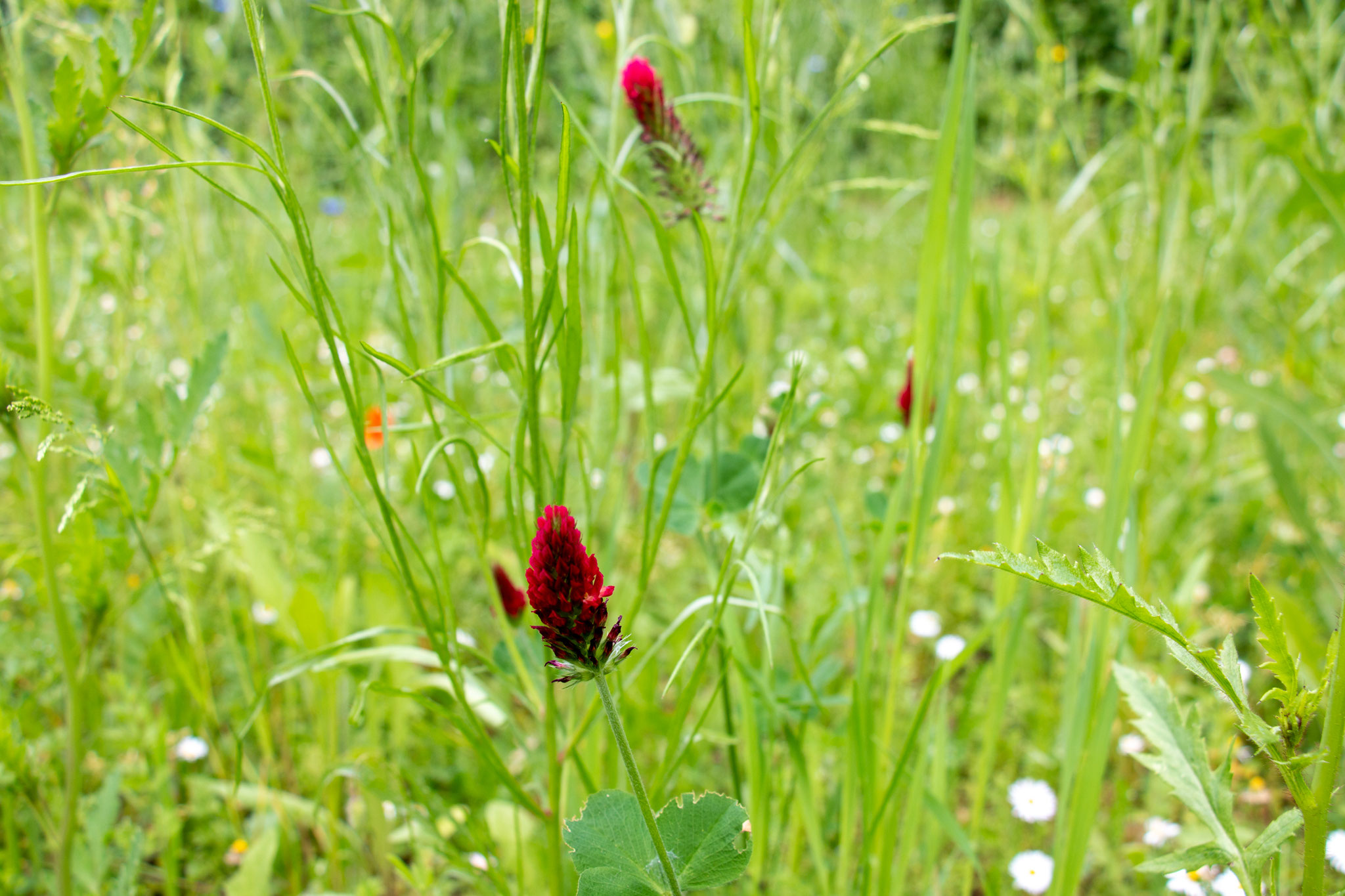 Inkarnatklee [Trifolium incarnatum] (Foto: H. Budig)