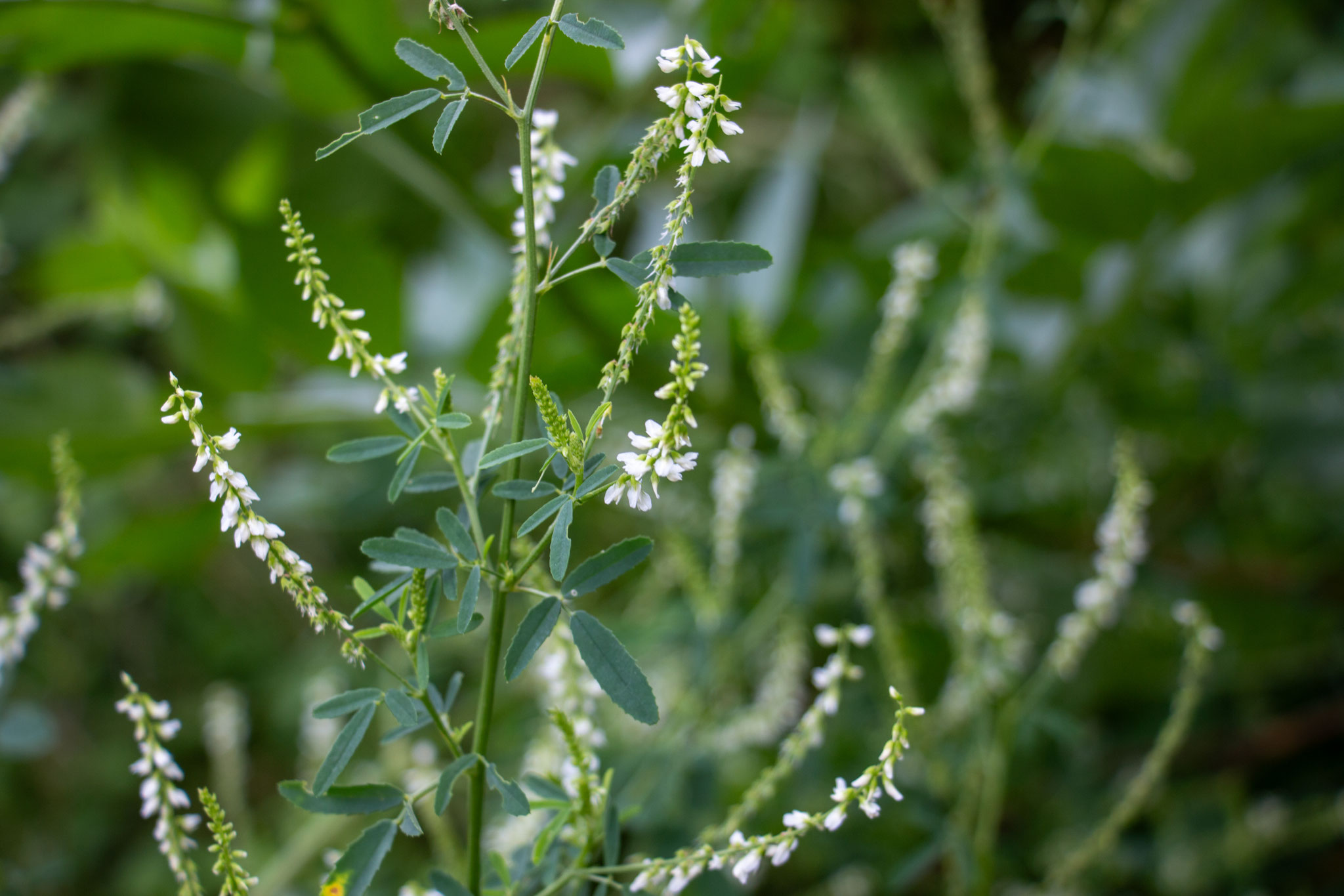 Weißer Steinklee/Melilotus albus (Foto: B. Budig)