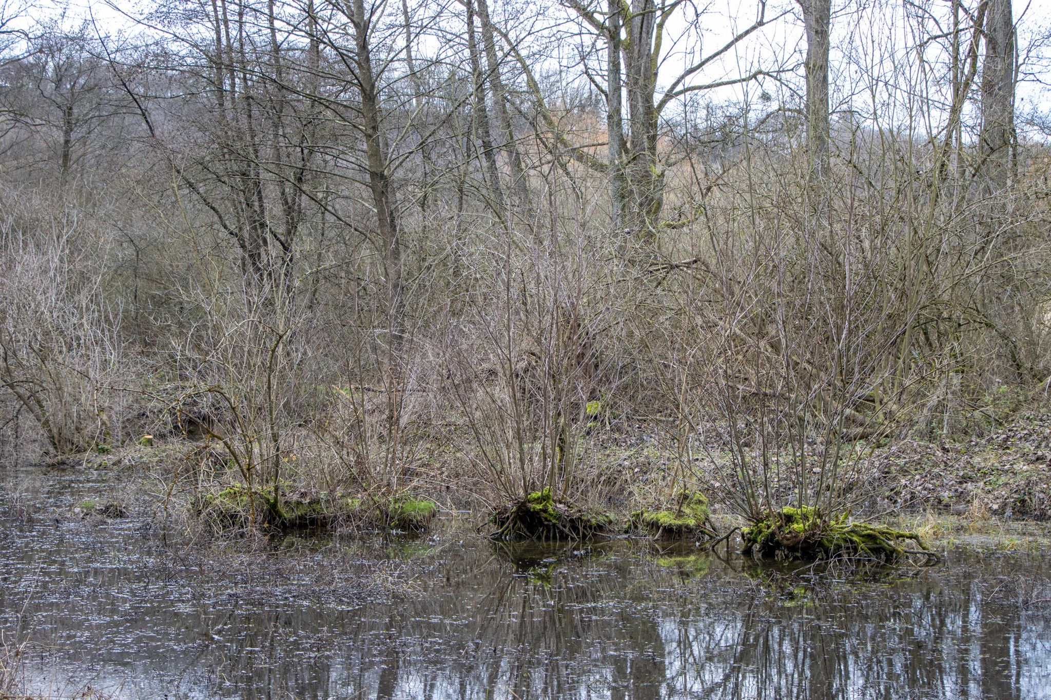 Wasserstand ist nicht auf Maximalhöhe: Wurzeln des Holunders auf der kleinen Insel zu sehen (Foto: B. Budig)