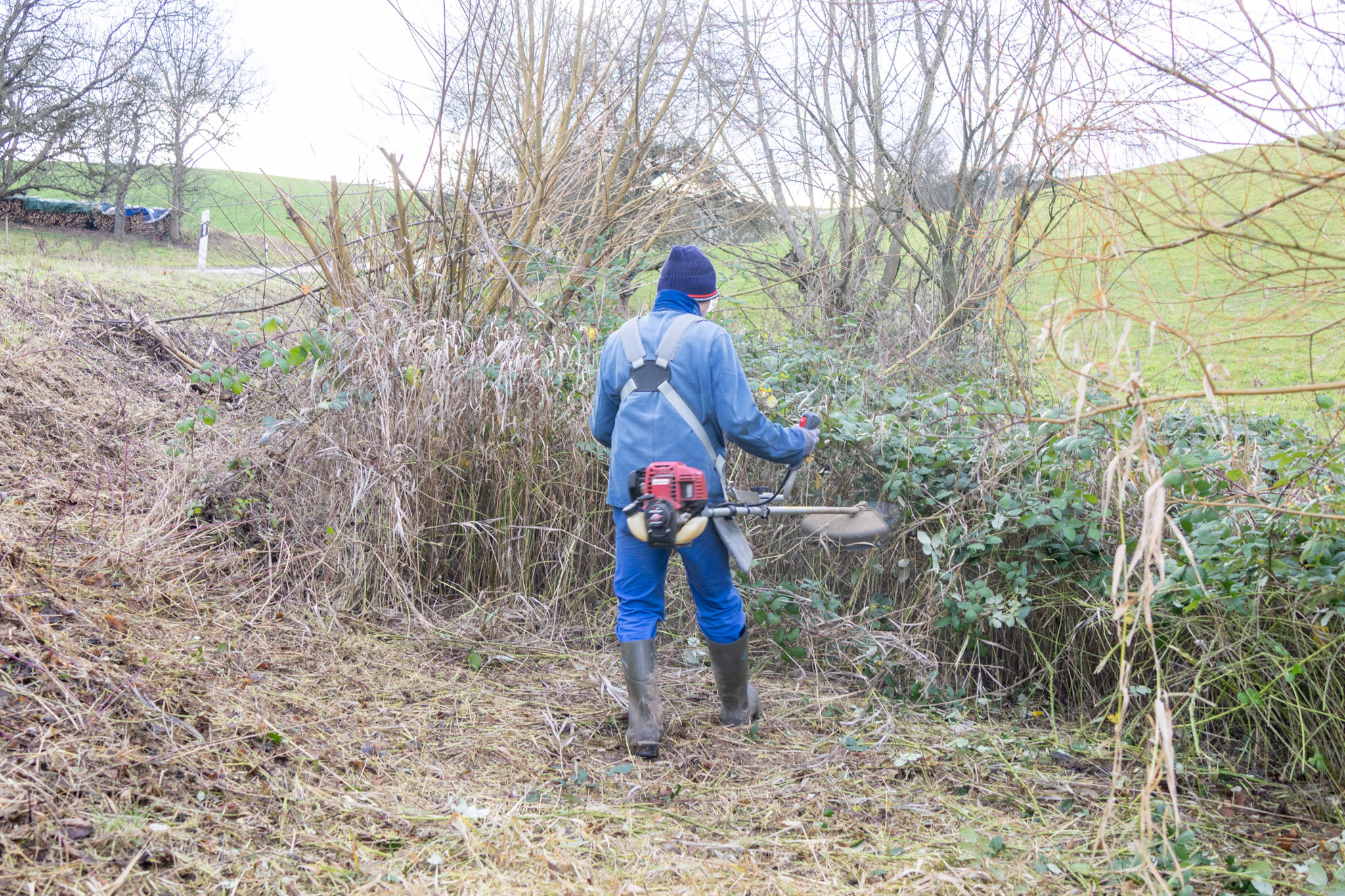 Armin an der Motorsense fräst sich durch die Brombeeren (Foto: B. Budig)