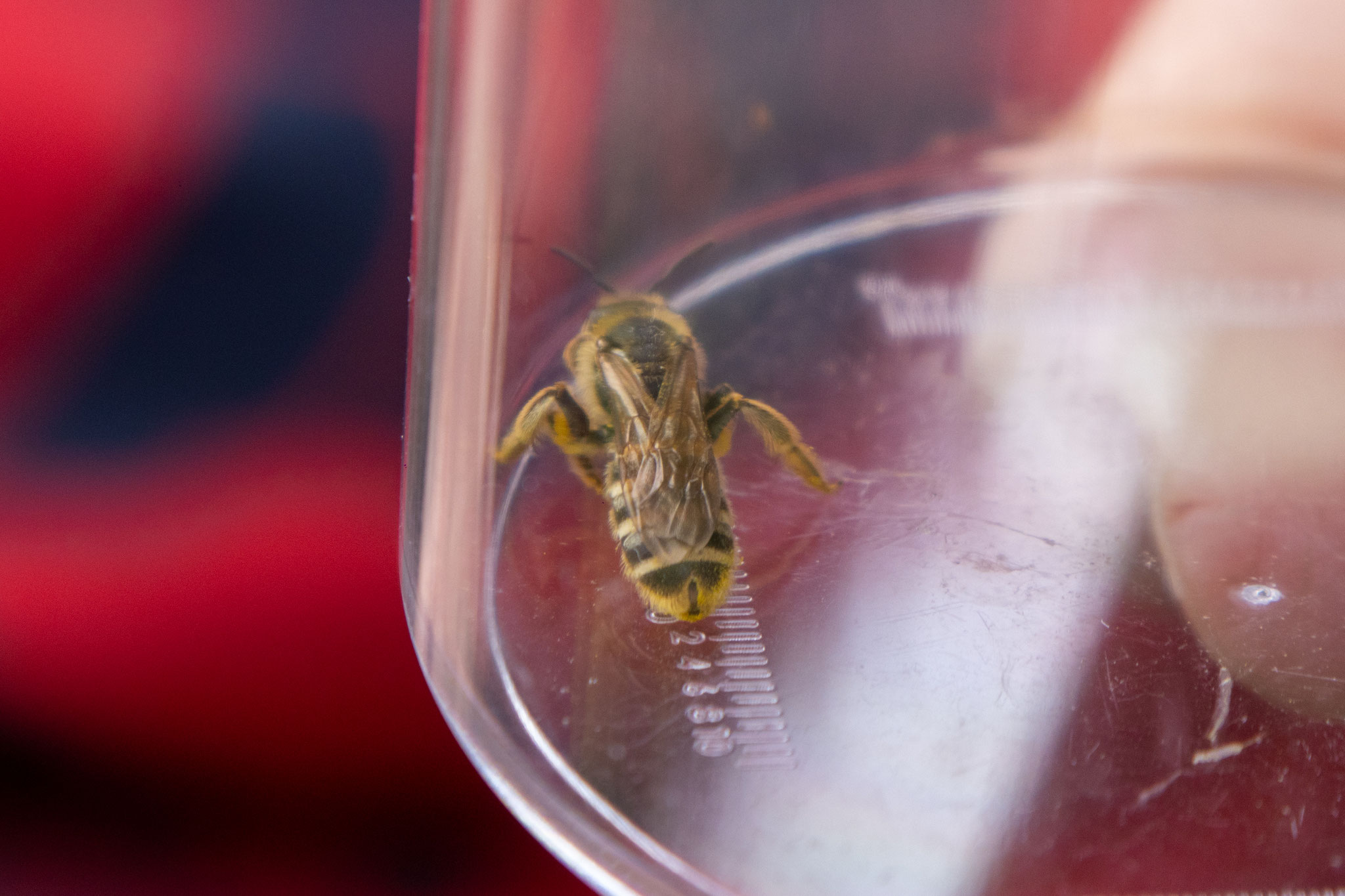 Gelbbindige Furchenbiene/Halictus scabiosae (Foto: B. Budig)