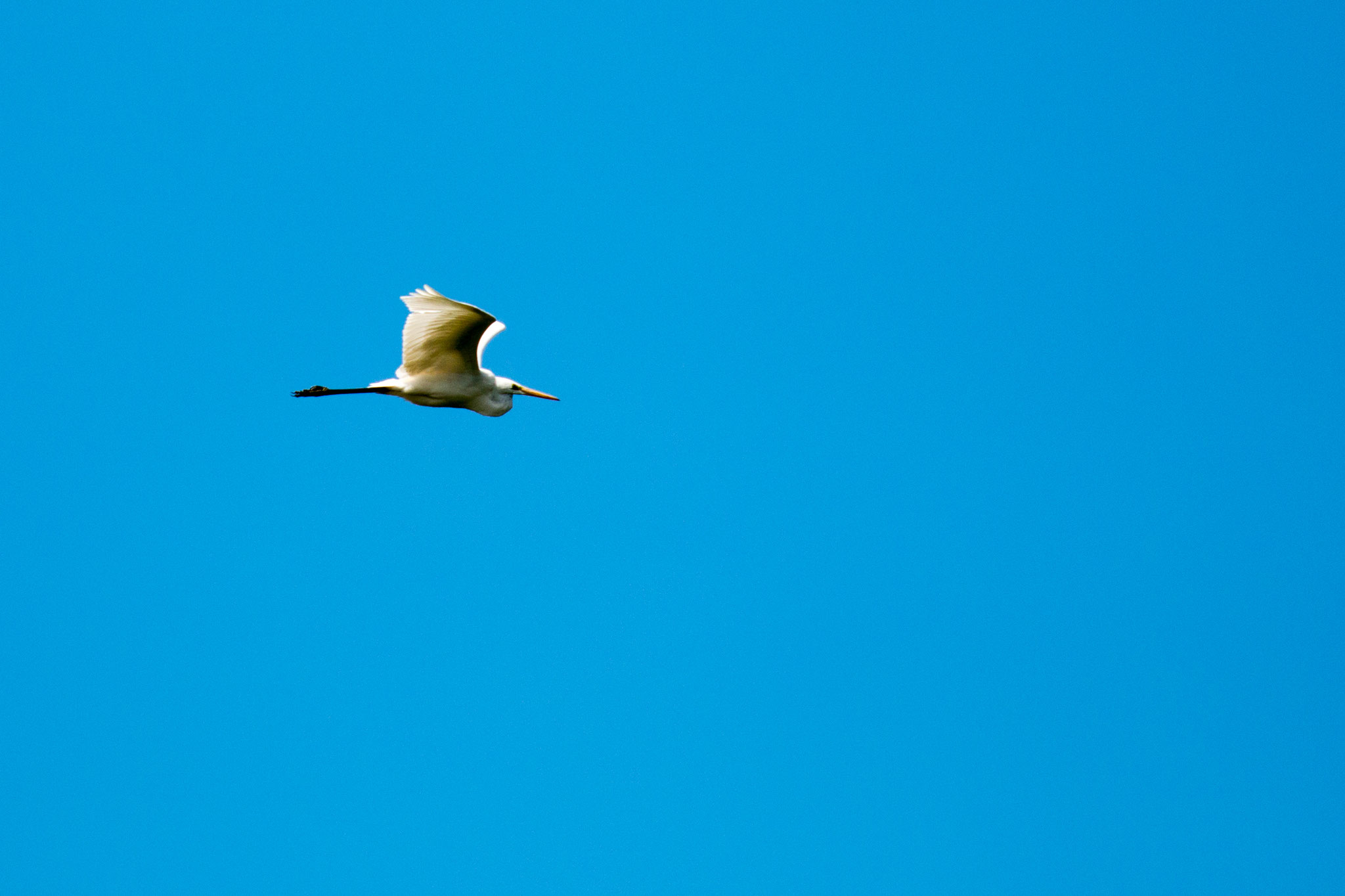 Silberreiher (Ardea alba) im Flug