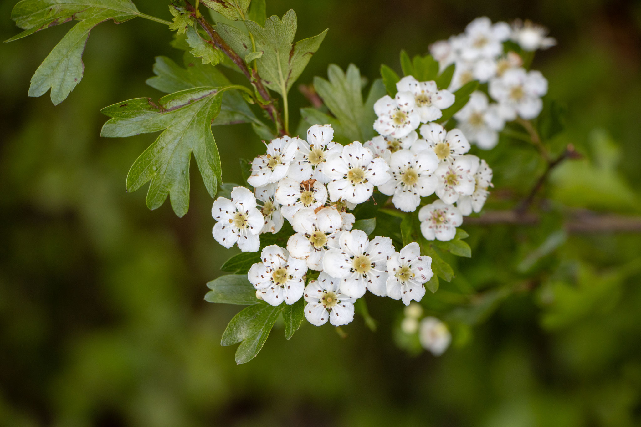 Blüten des Weißdorns (Foto: B. Budig)