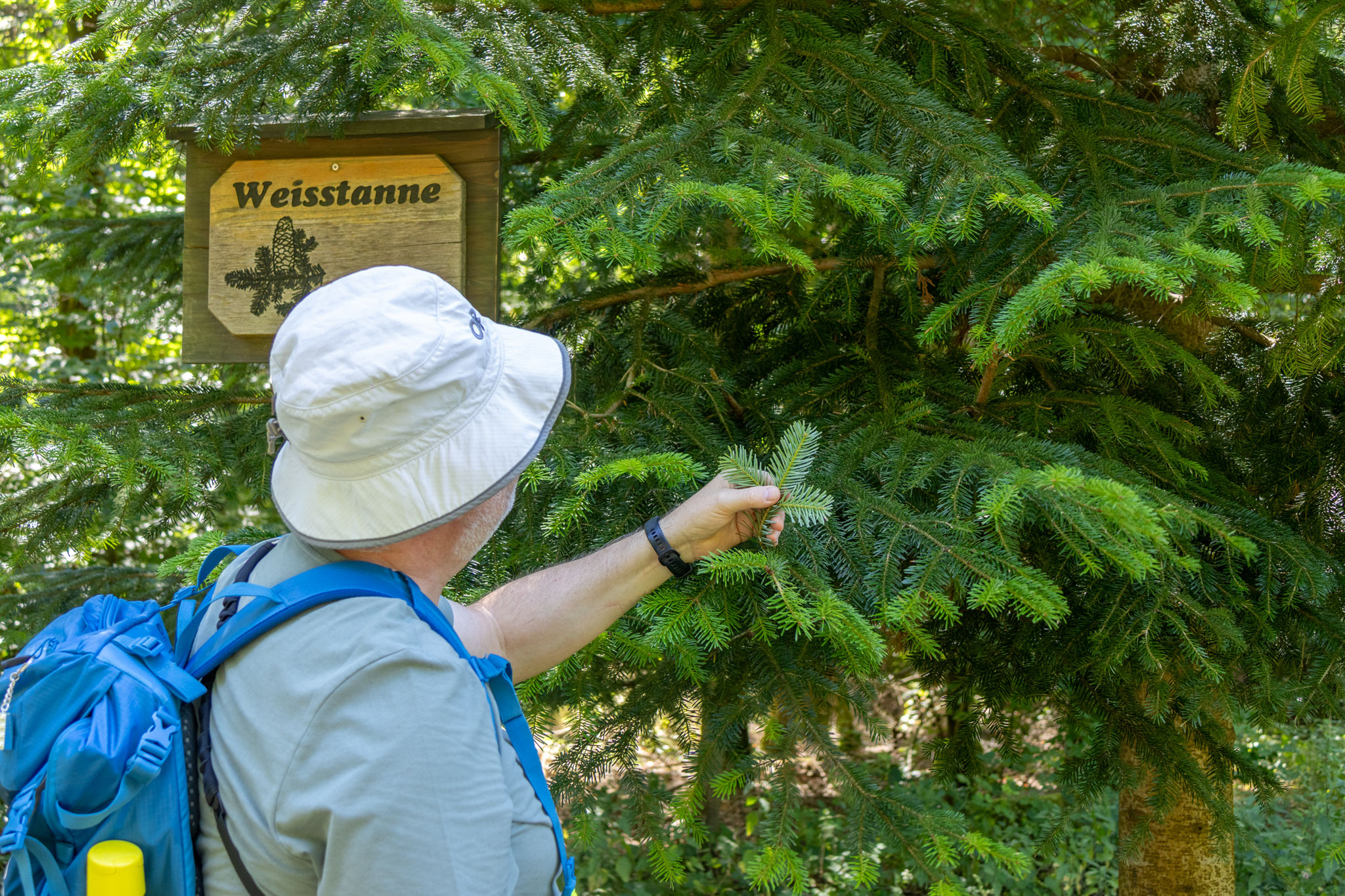Weißtanne unter der Lupe (Foto: H. Budig)