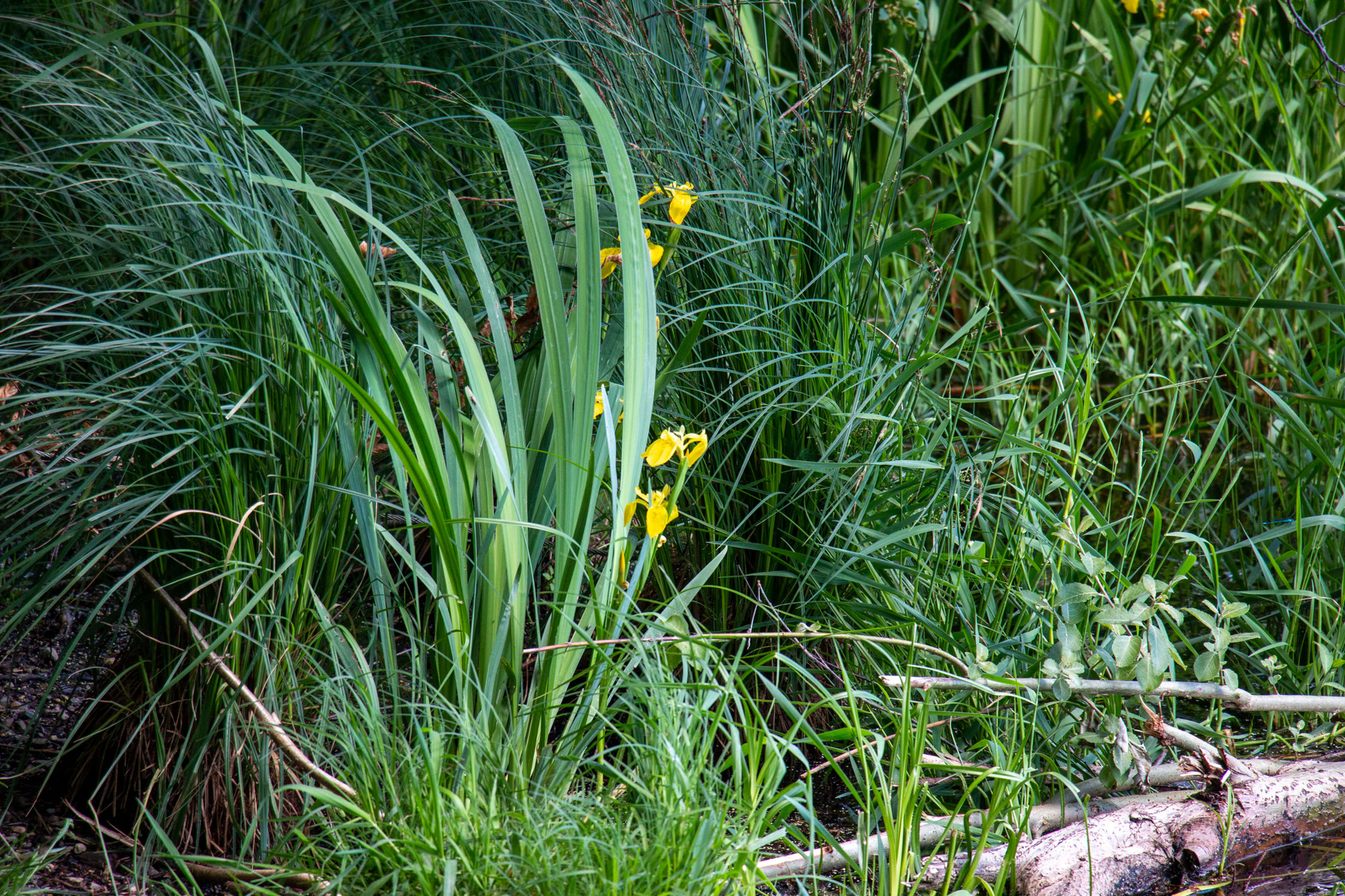 Sumpf-Schwertlilie/Iris pseudacorus (Foto: B. Budig)