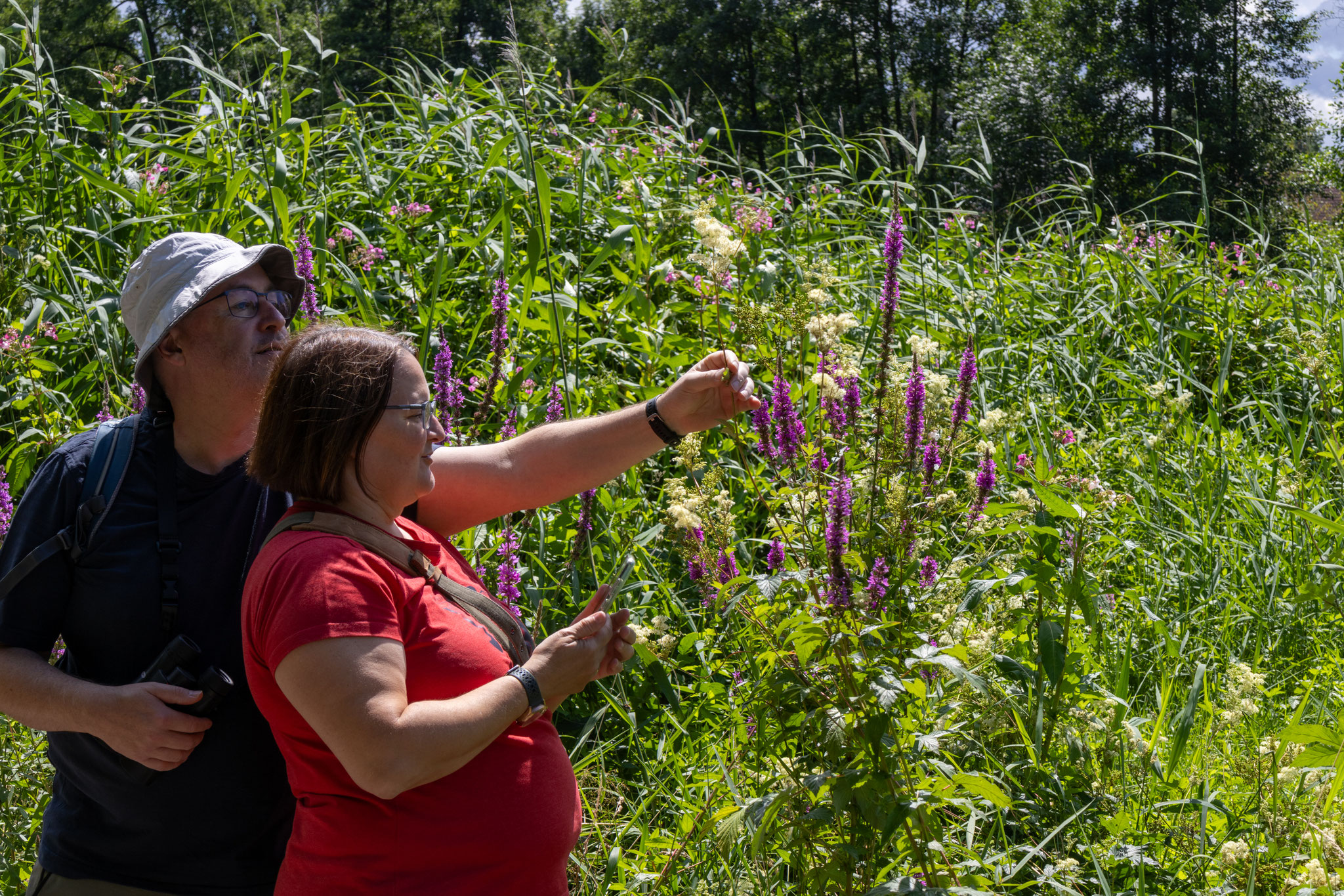Blutweiderich/Lythrum salicaria unter der Lupe (Foto: B. Budig)
