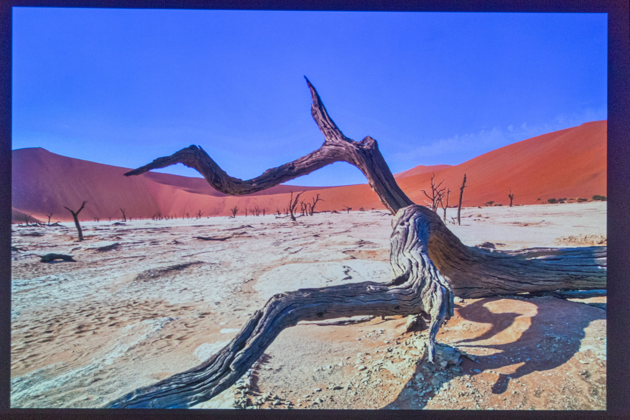 Kameldornbaum im Deadvlei in Namibia (Foto: B. Ullrich)
