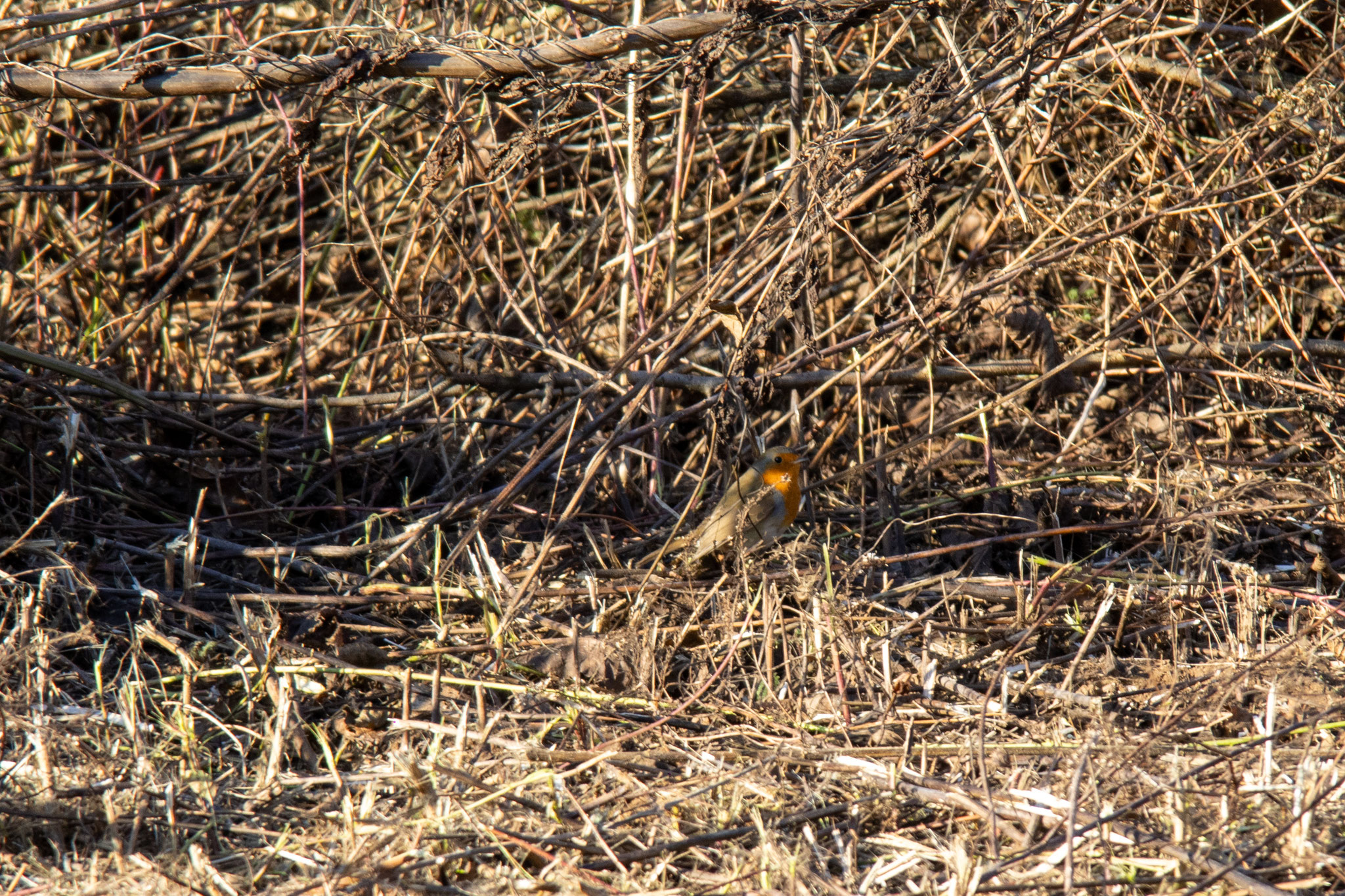 Neugieriger Besucher: Ein Rotkehlchen. (Foto: B. Budig)