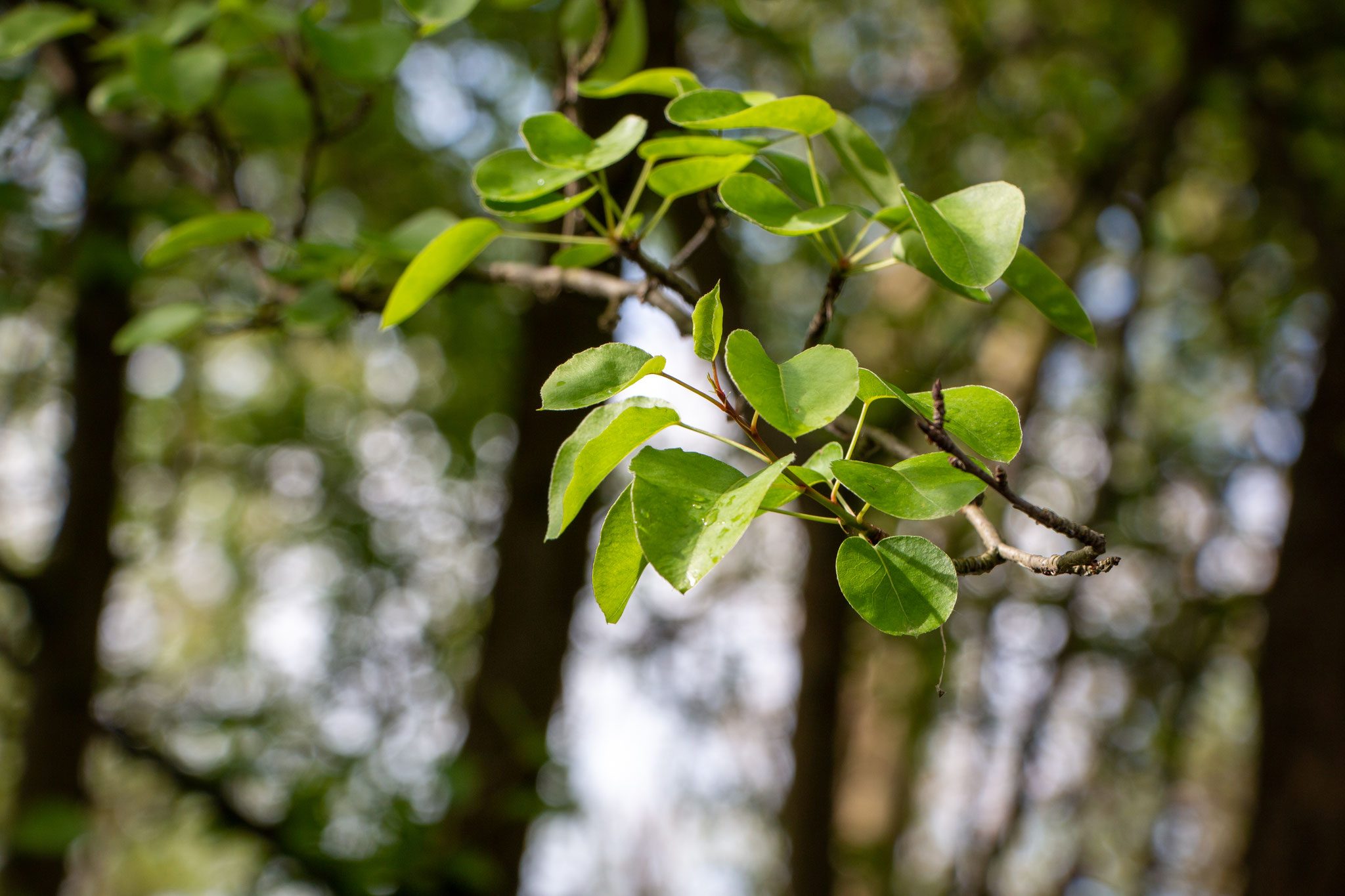 Blätter der Holzbirne/Pyrus pyraster (Foto: B. Budig)