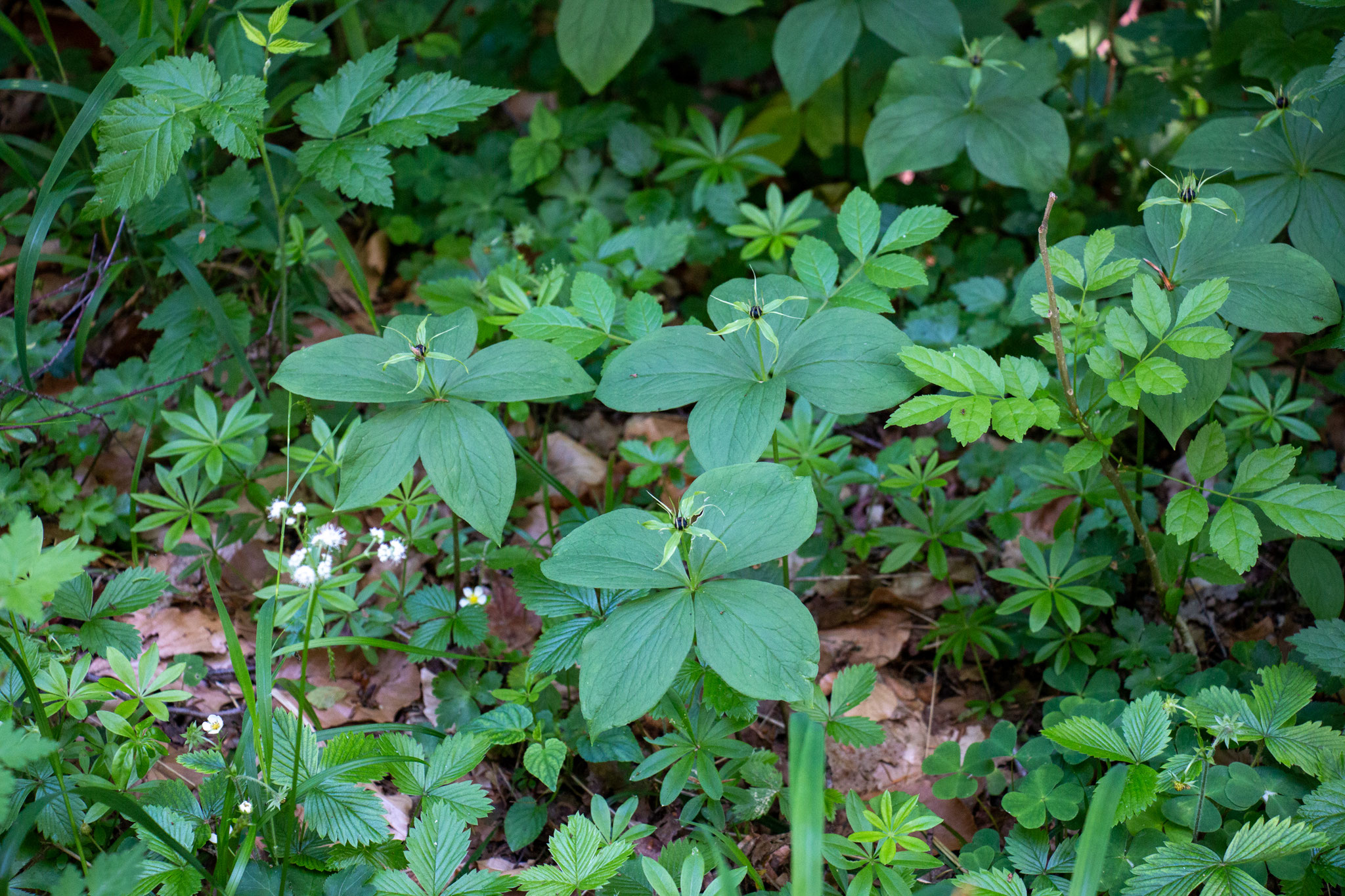 Einbeere/Paris quadrifolia (Foto: B. Budig)