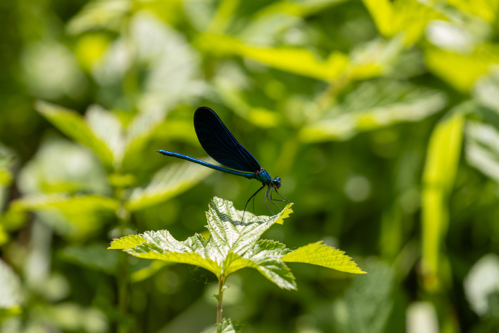 Blauflügel-Prachtlibelle/Calopteryx virgo (Foto: B. Budig)