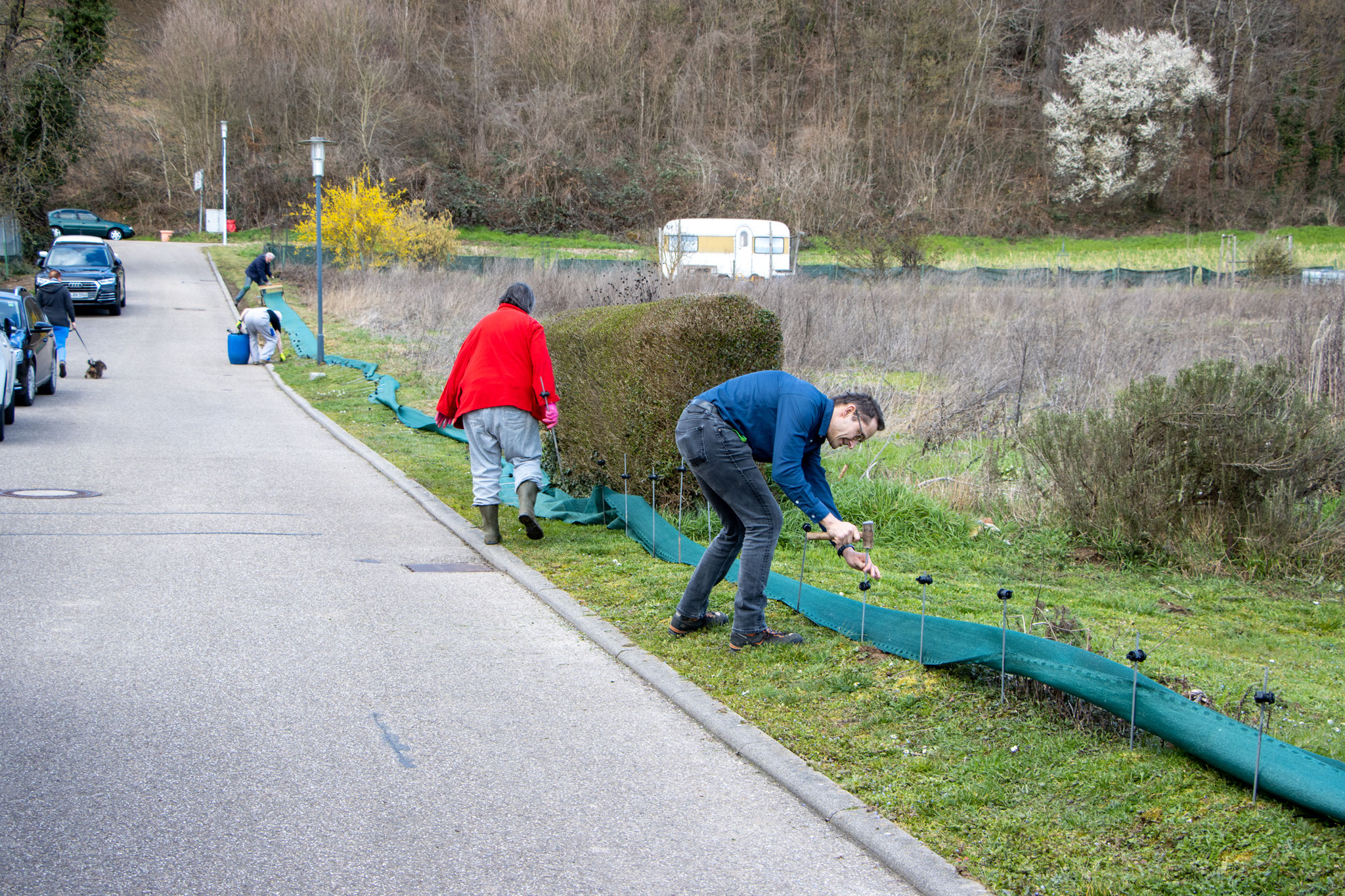 Ausrollen des Zauns und einschlagen der Haltestangen (Foto: B. Budig)