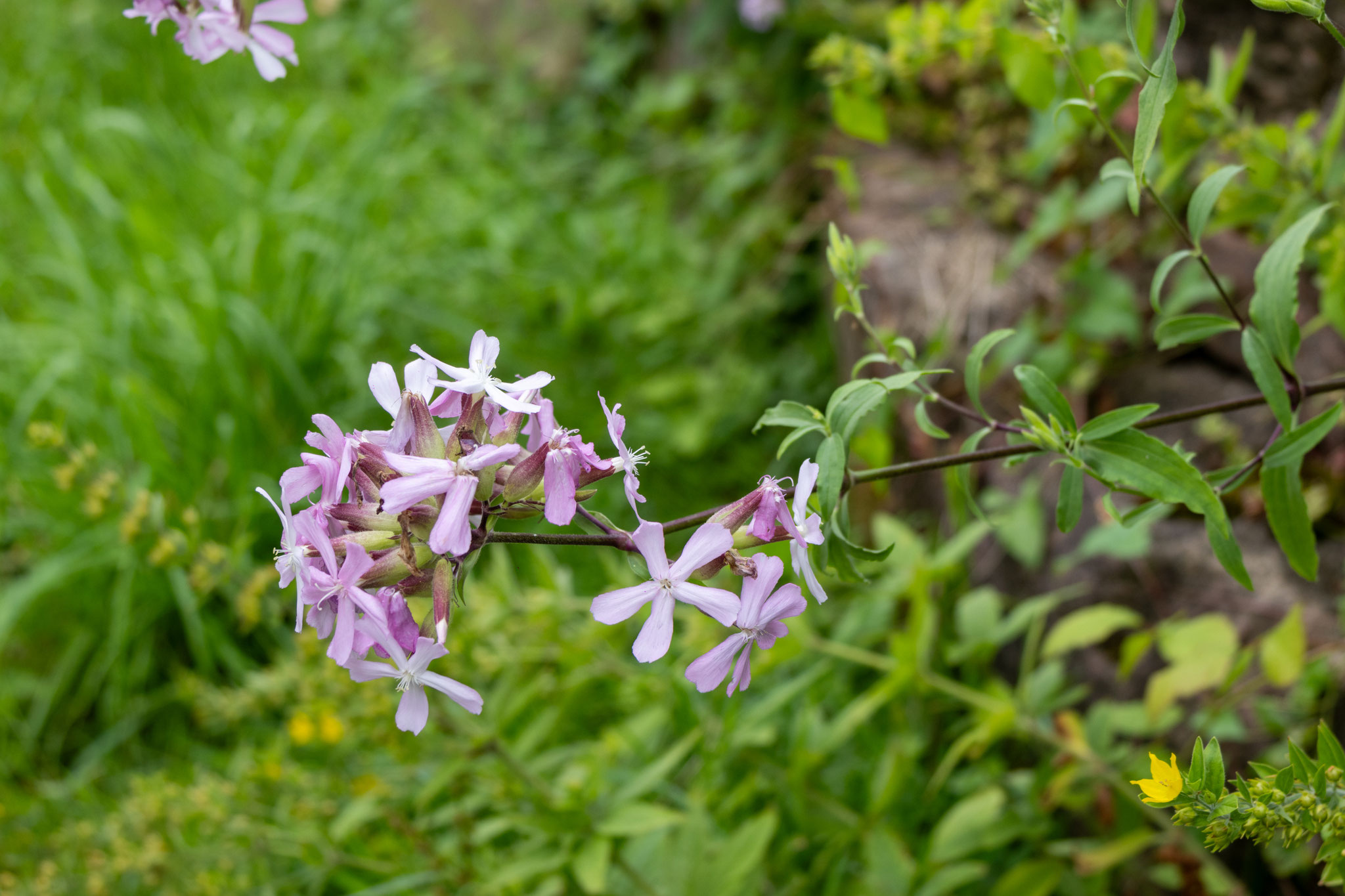 Seifenkraut/Saponaria officinalis (Foto: B. Budig)