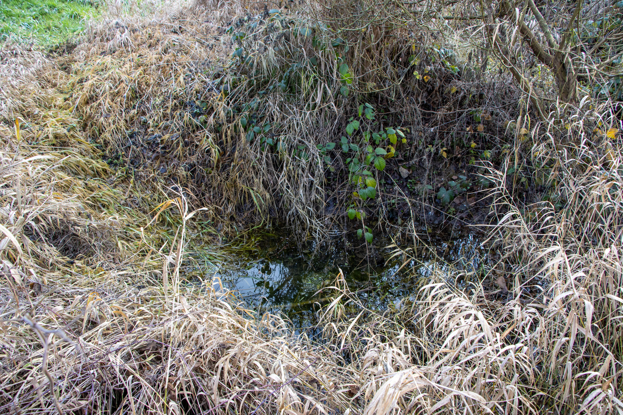 Der kleine Teich ist fast vollständig überwachsen (Foto: B. Budig)