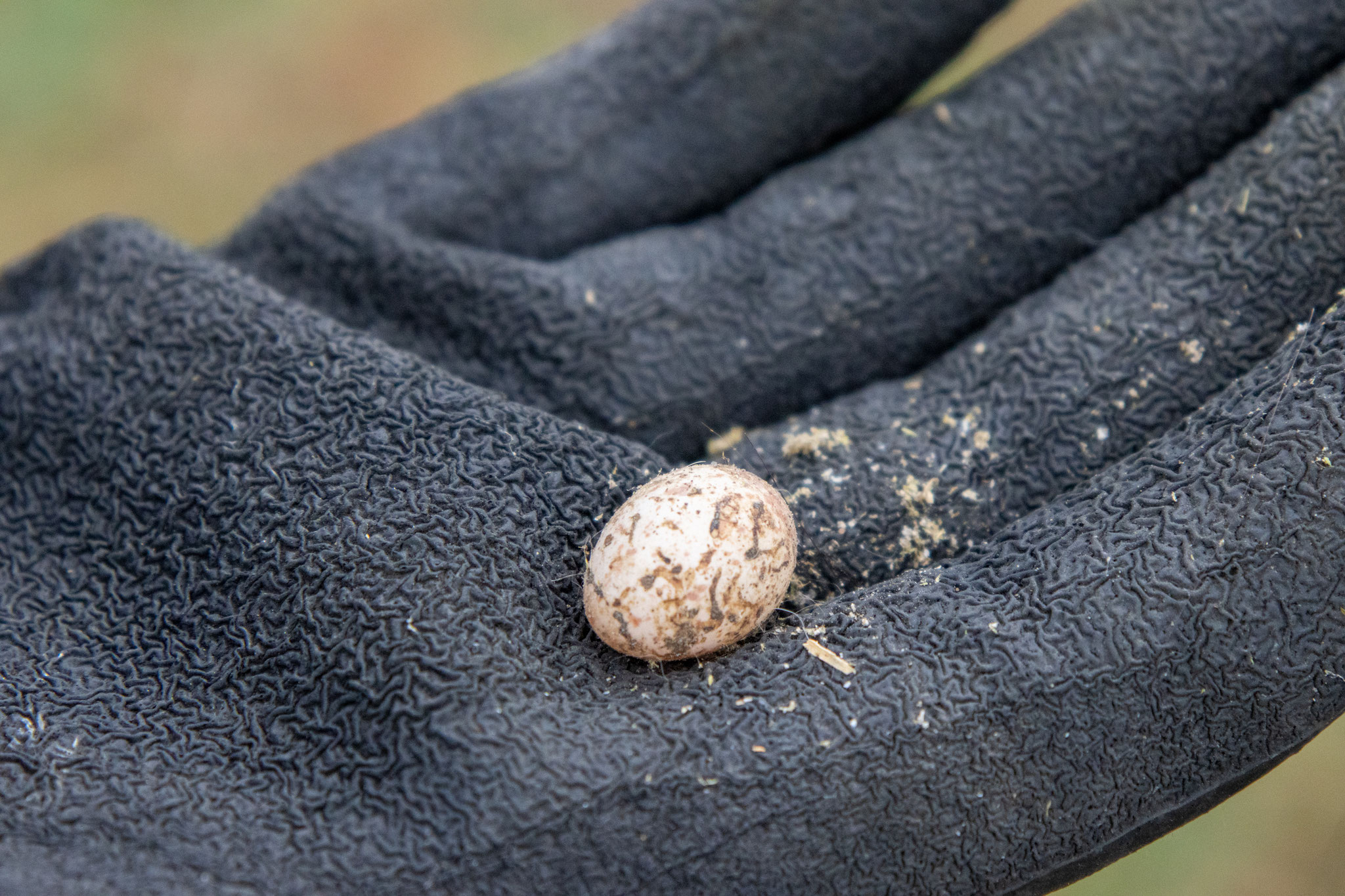 Unausgebrütetes Ei aus einem Meisennest (Foto: B. Budig)