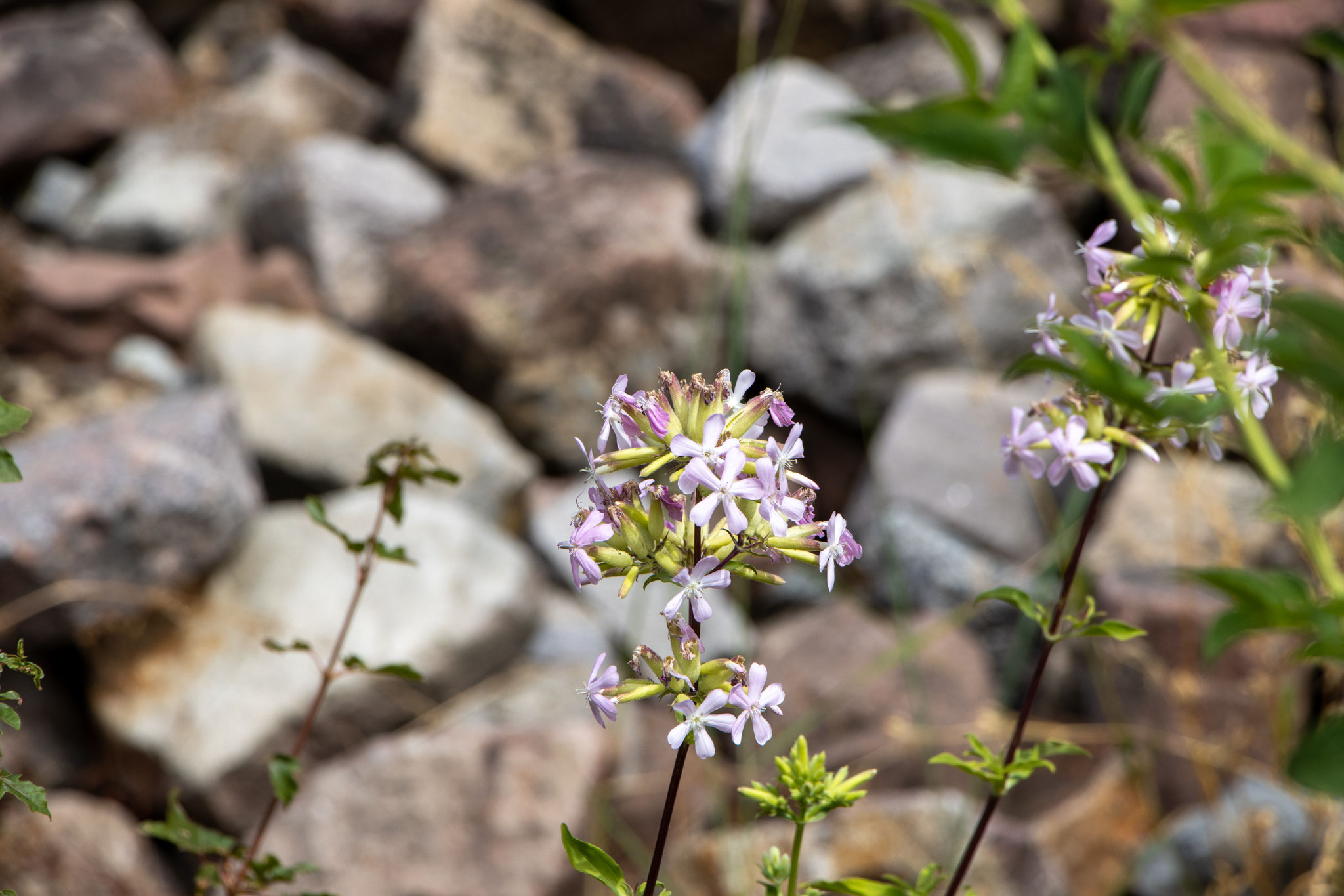 Gewöhnliches Seifenkraut/Saponaria officinalis (Foto: B. Budig)