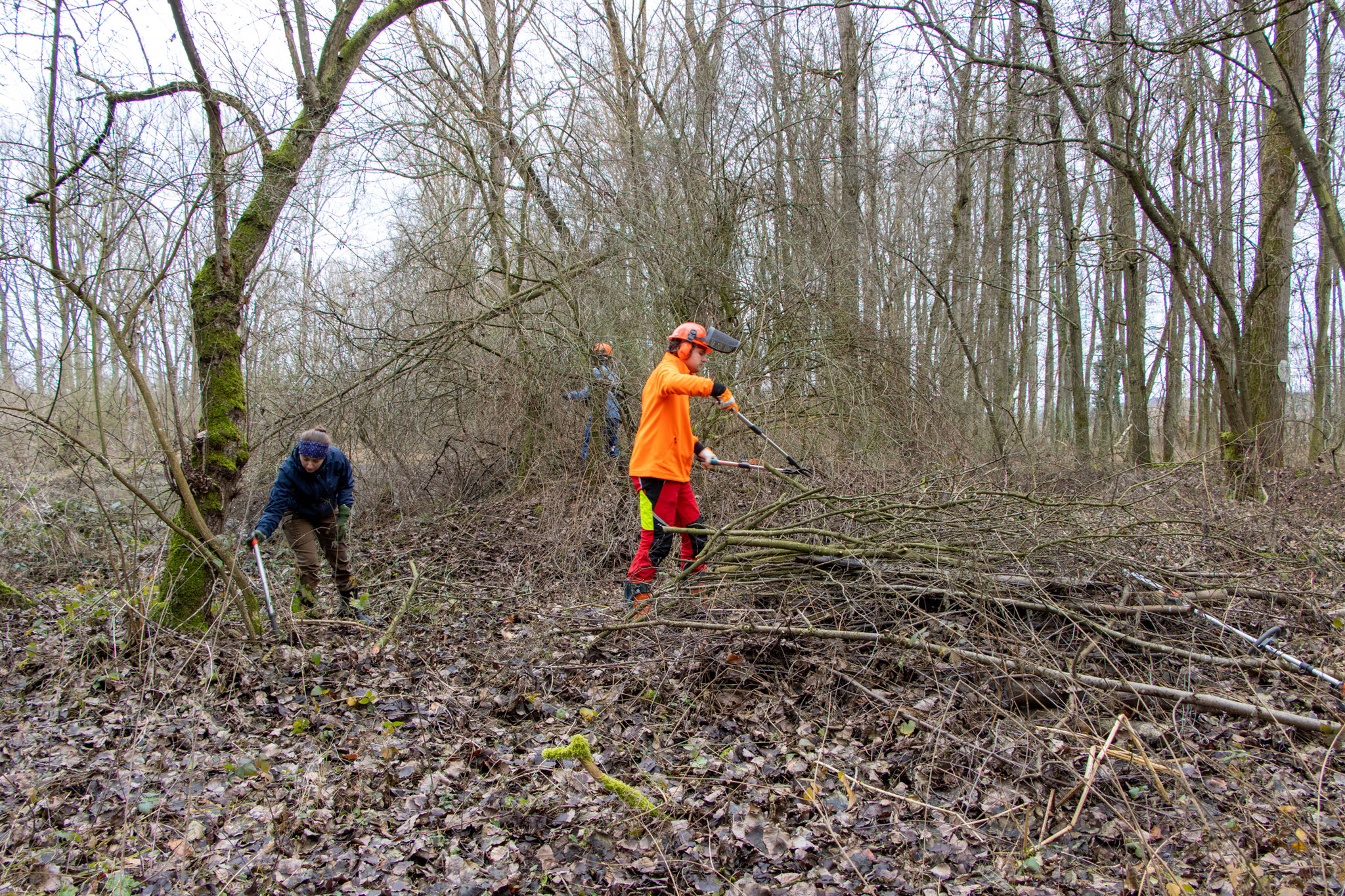 Auslichten des Schwarzdorns (Foto: B. Budig)