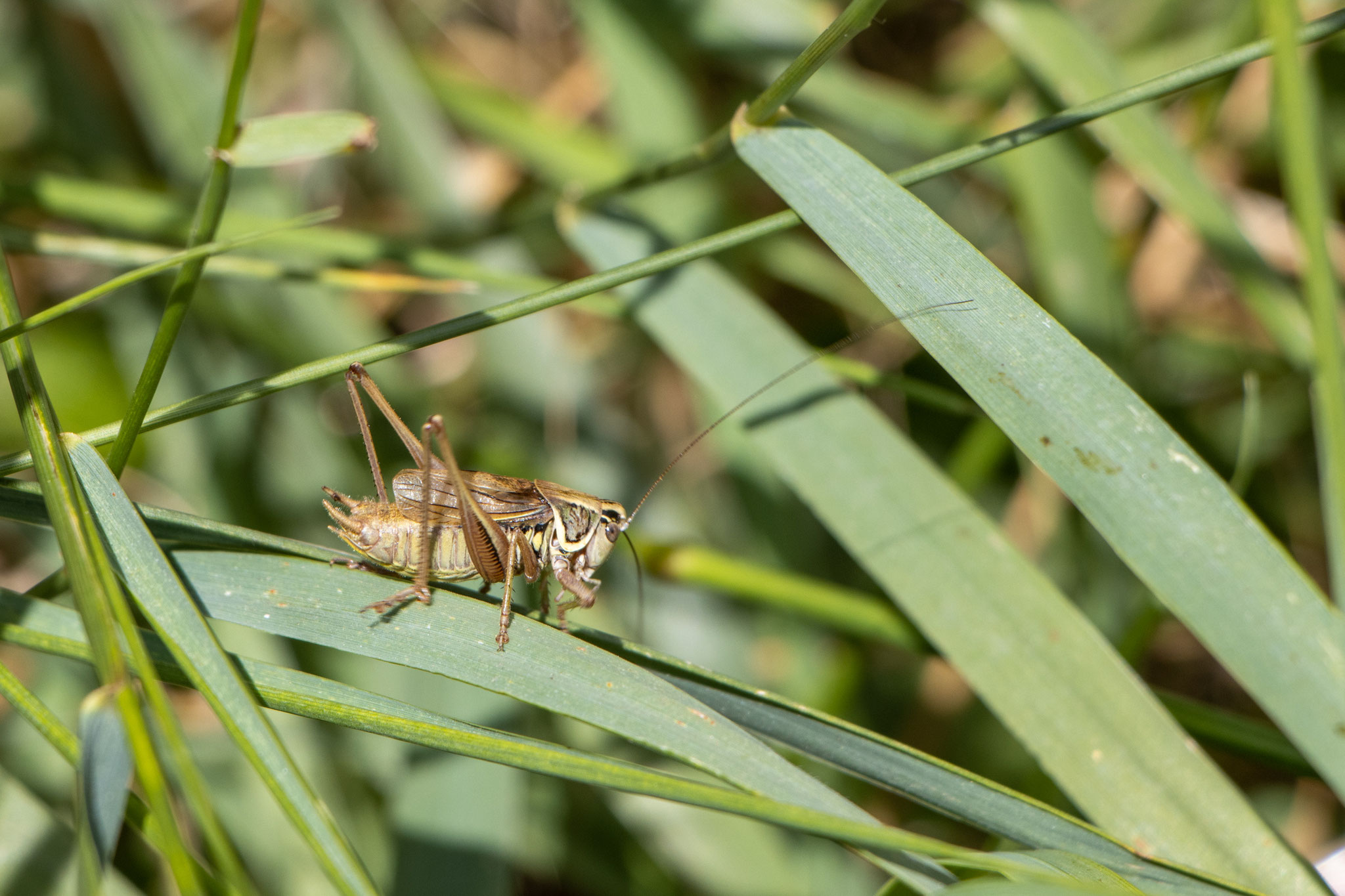 Roesels Beißschrecke (Roeseliana roeselii) (HB)