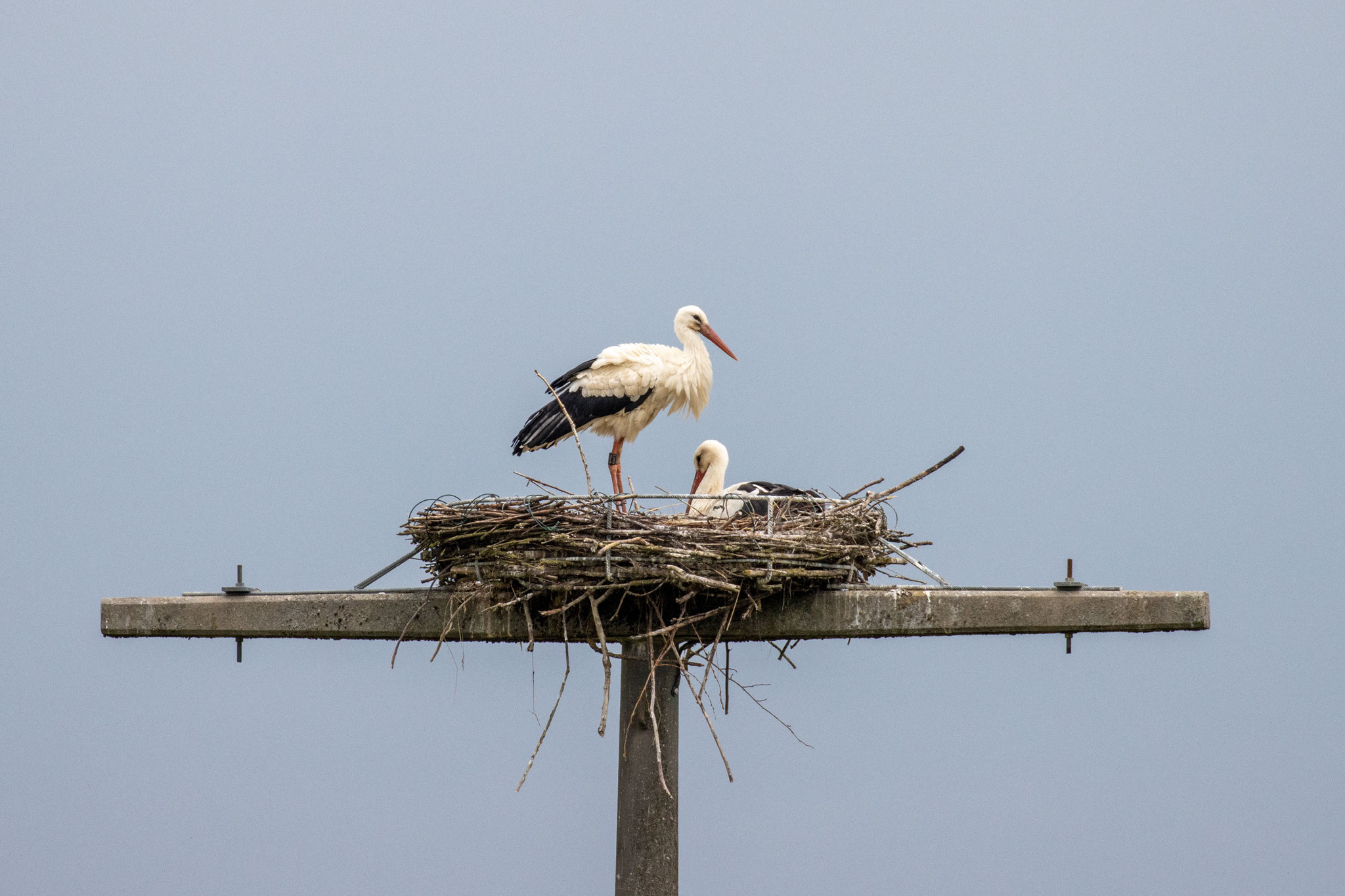 Storchenpaar auf der Nisthilfe 2020 (Foto: B. Budig)